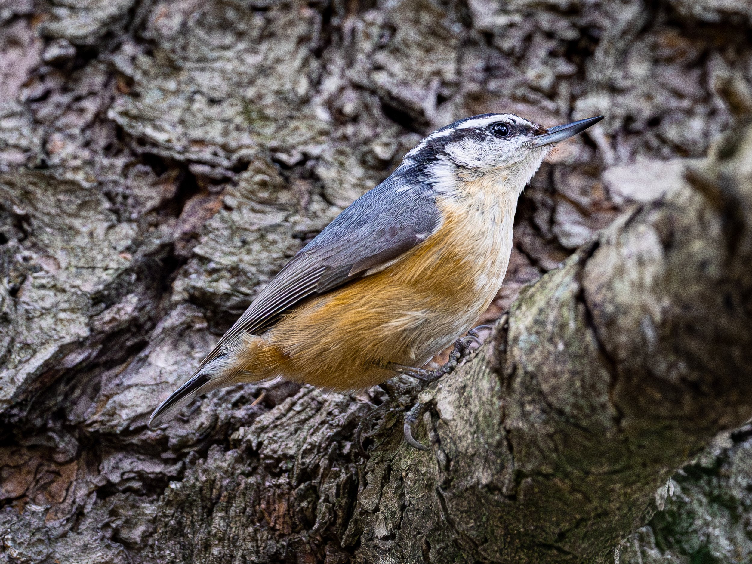 Red-breasted Nuthatch as blue-gray wings and cap,. white throat, and rust orange underside