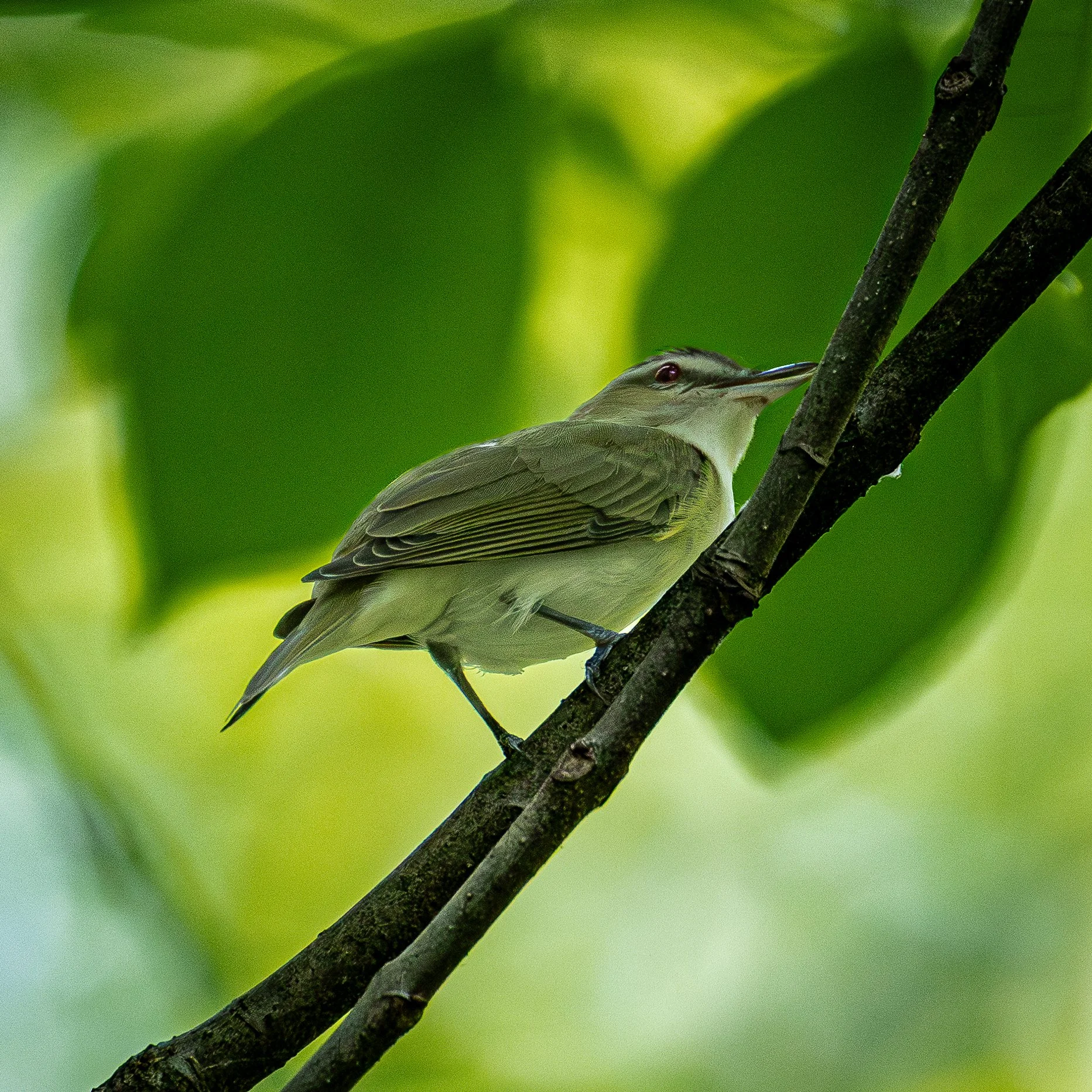 Red-eyed Vireo