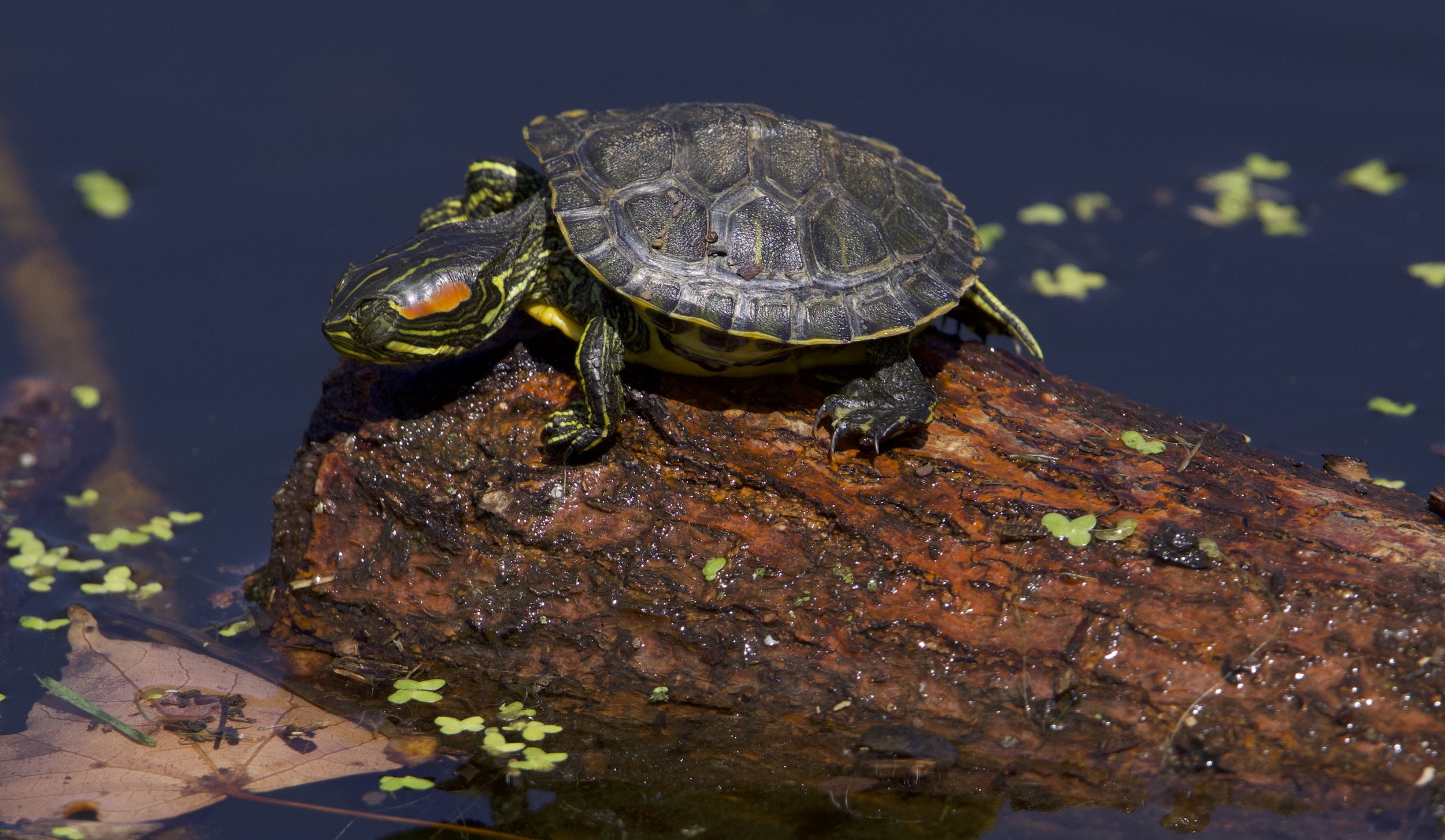 Red-eared Slider, Crotona Park