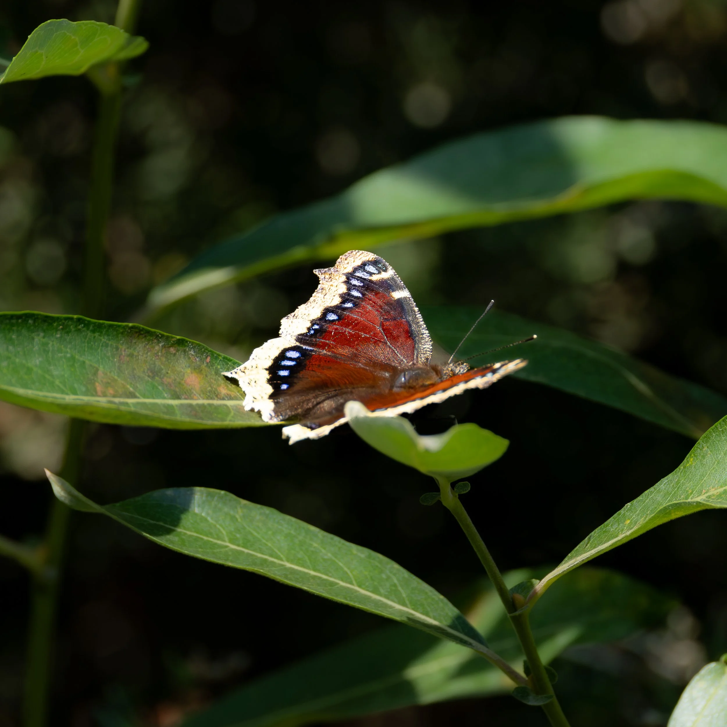 Mourning Cloak 