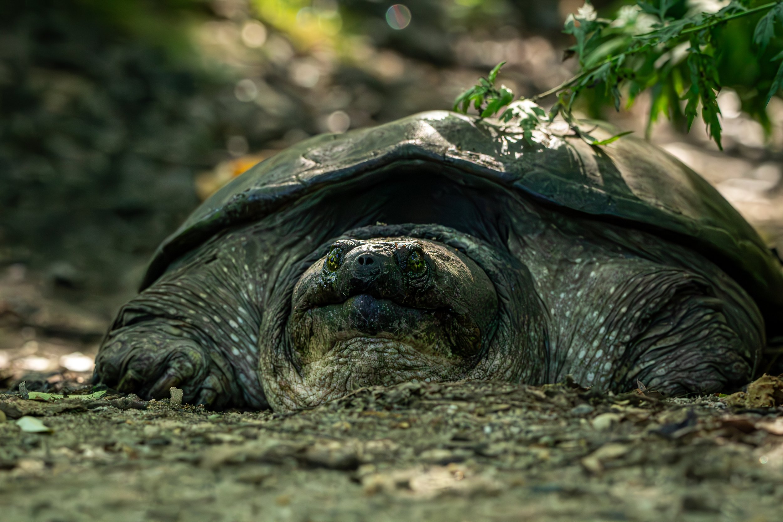 Common Snapping Turtle, Van Cortlandt Park