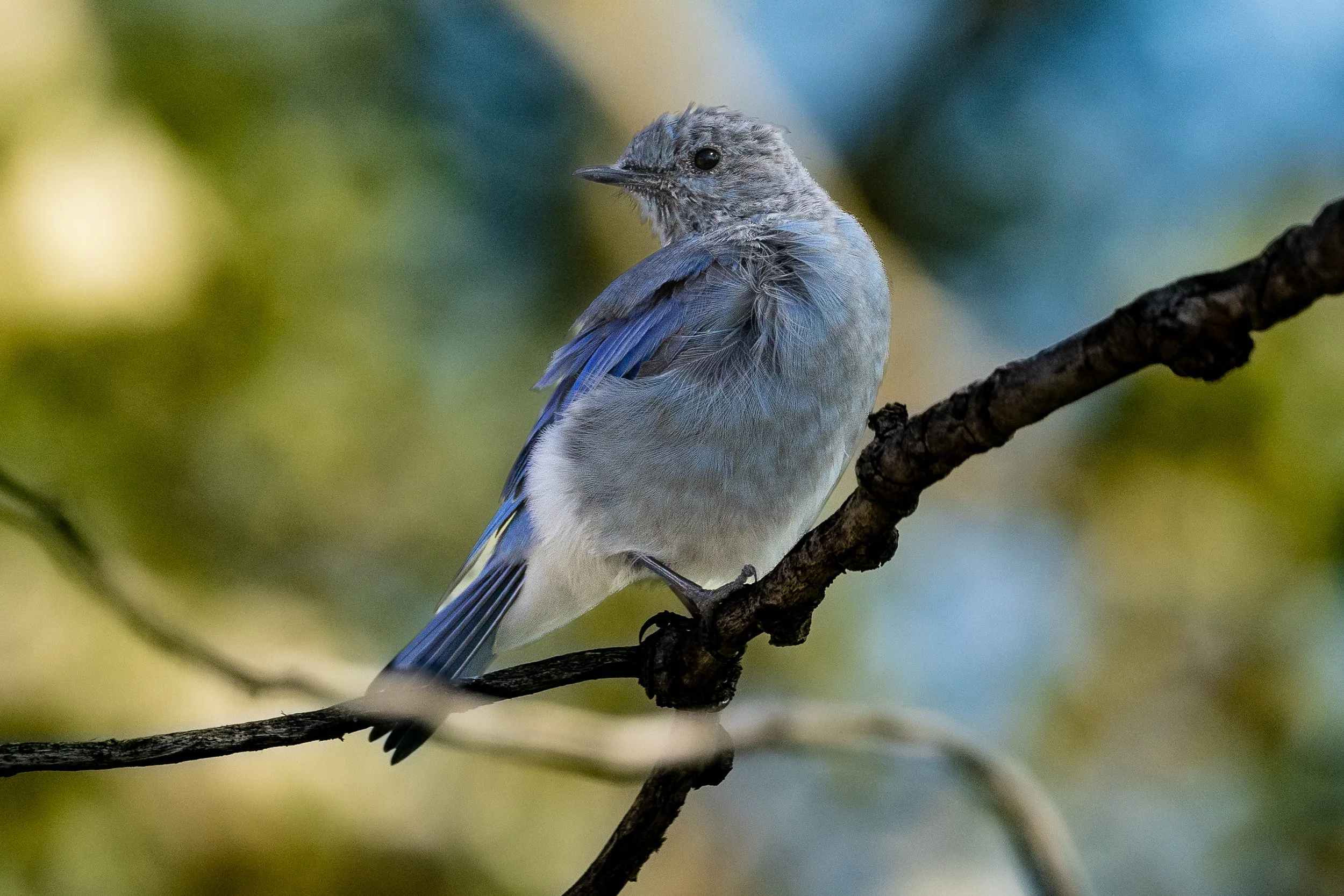 Western Bluebird 