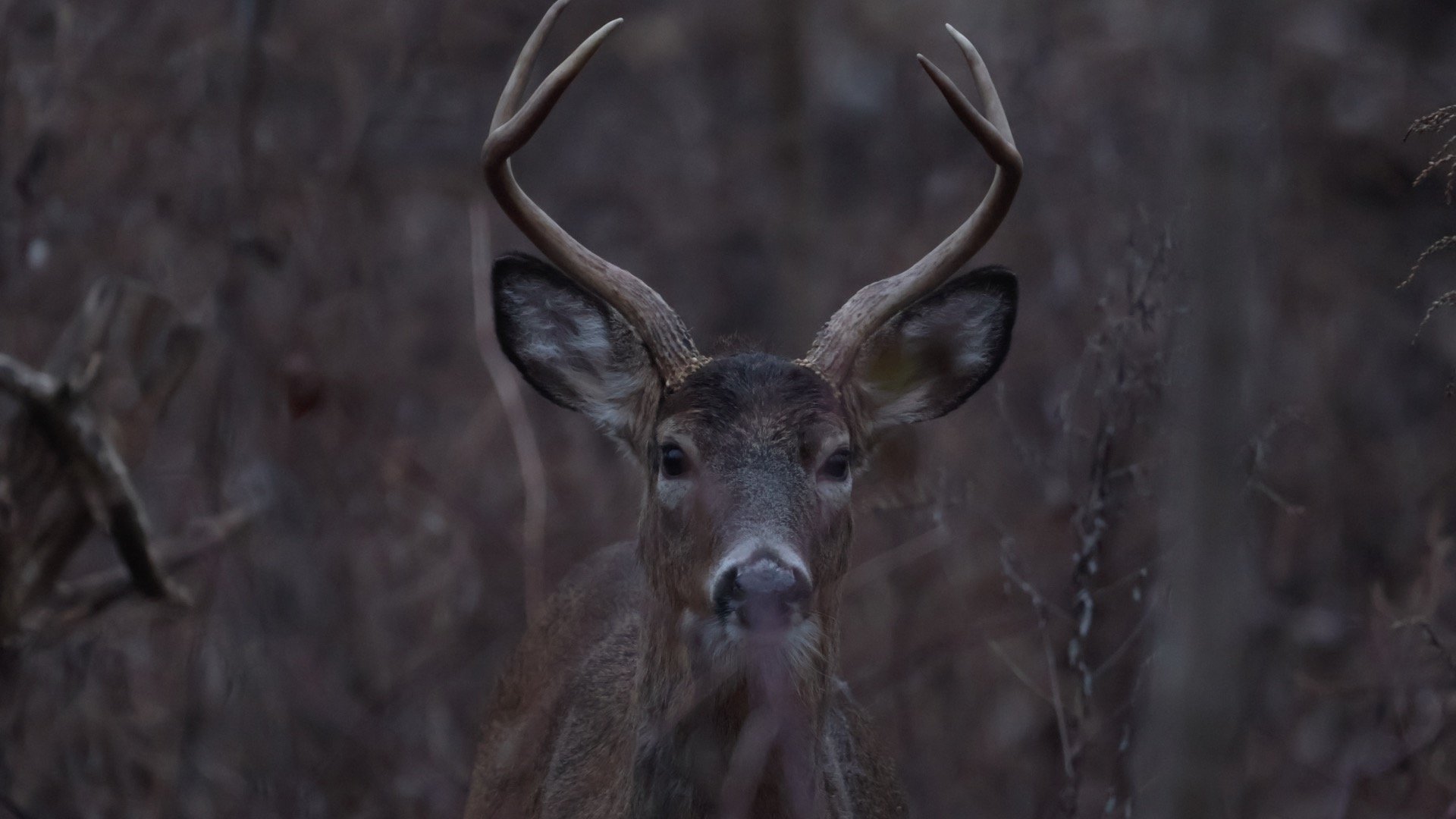 13 Buck.jpg