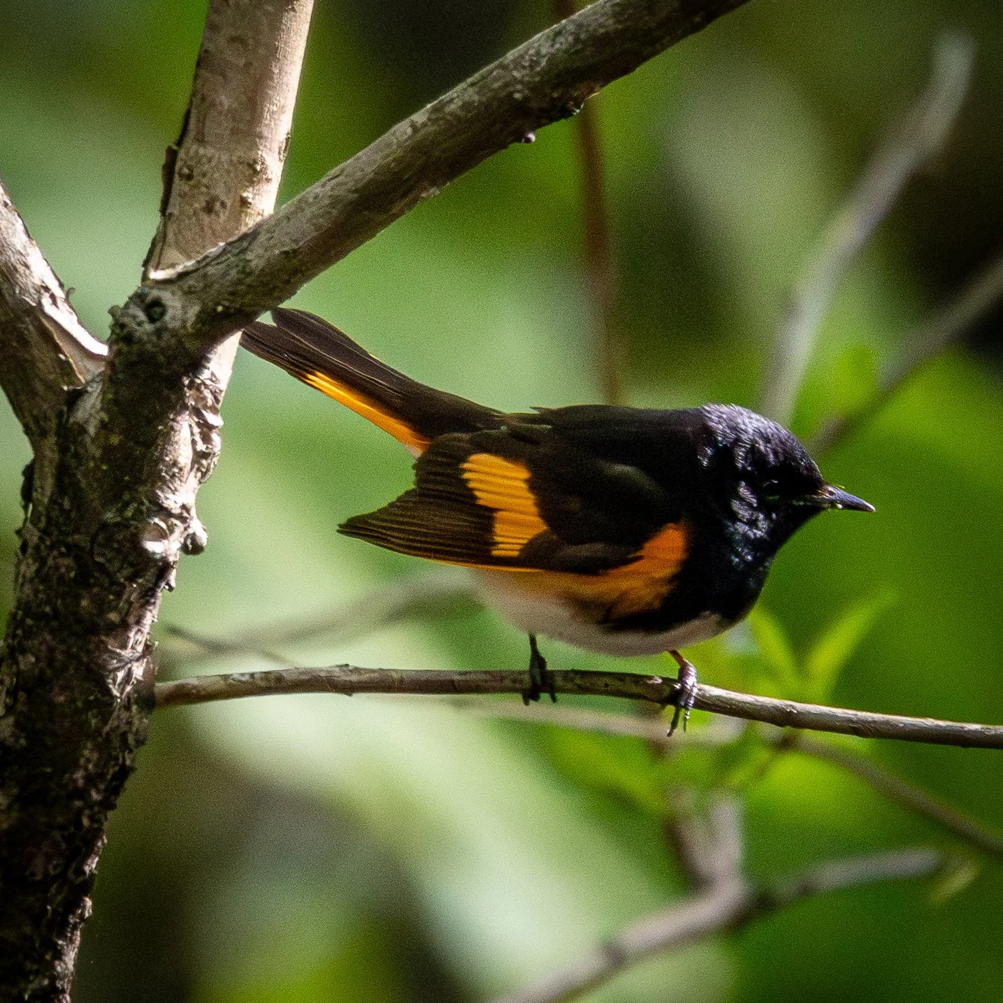 American Redstart has a mostly black body with orange highlights and a white underside