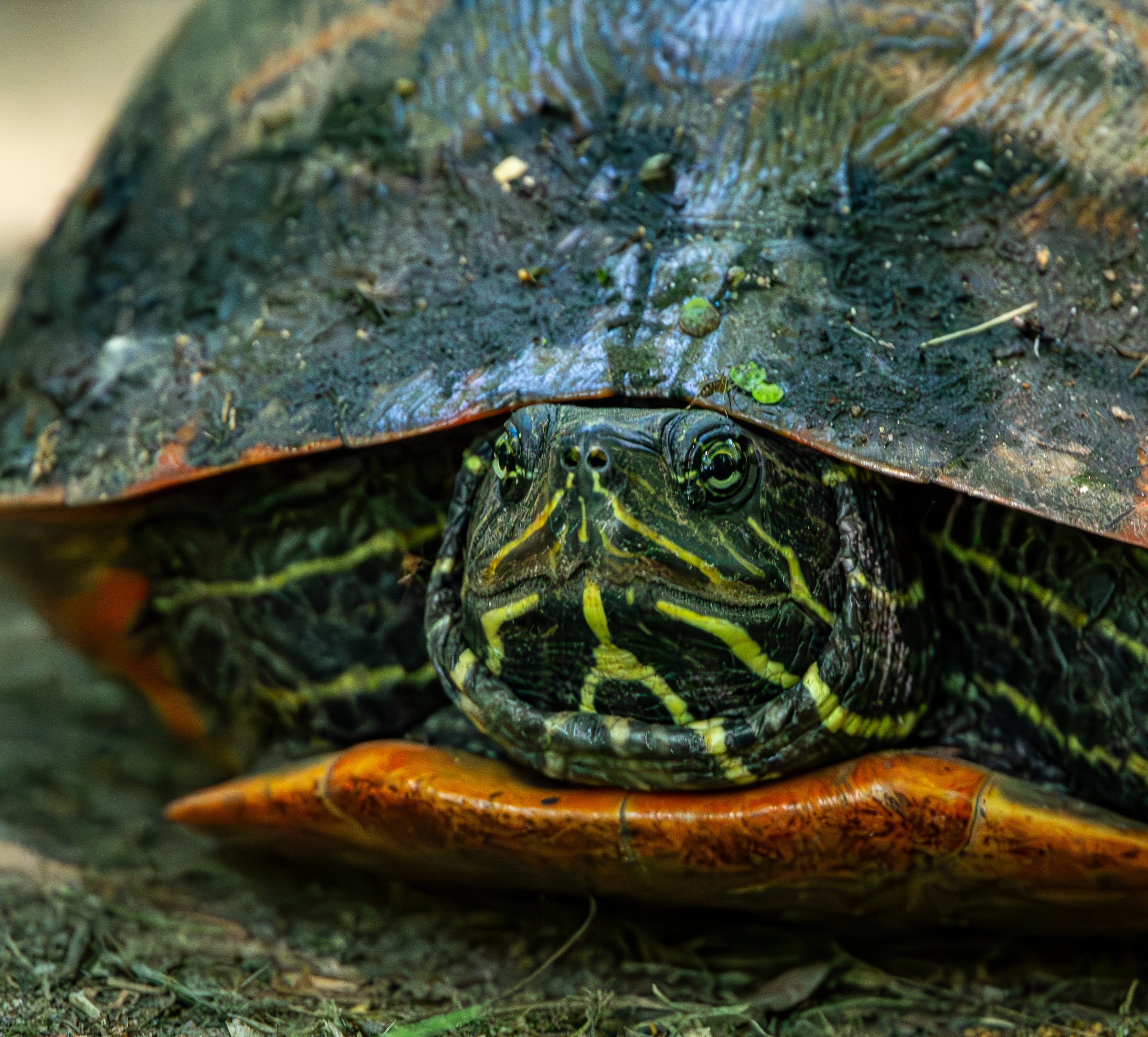 Red-bellied Cooter, Van Cortlandt Park
