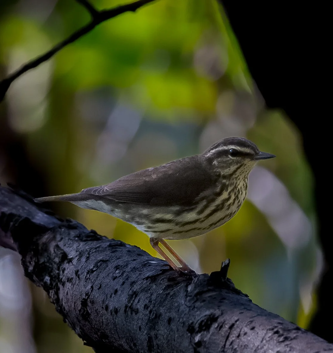 Northern Waterthrush