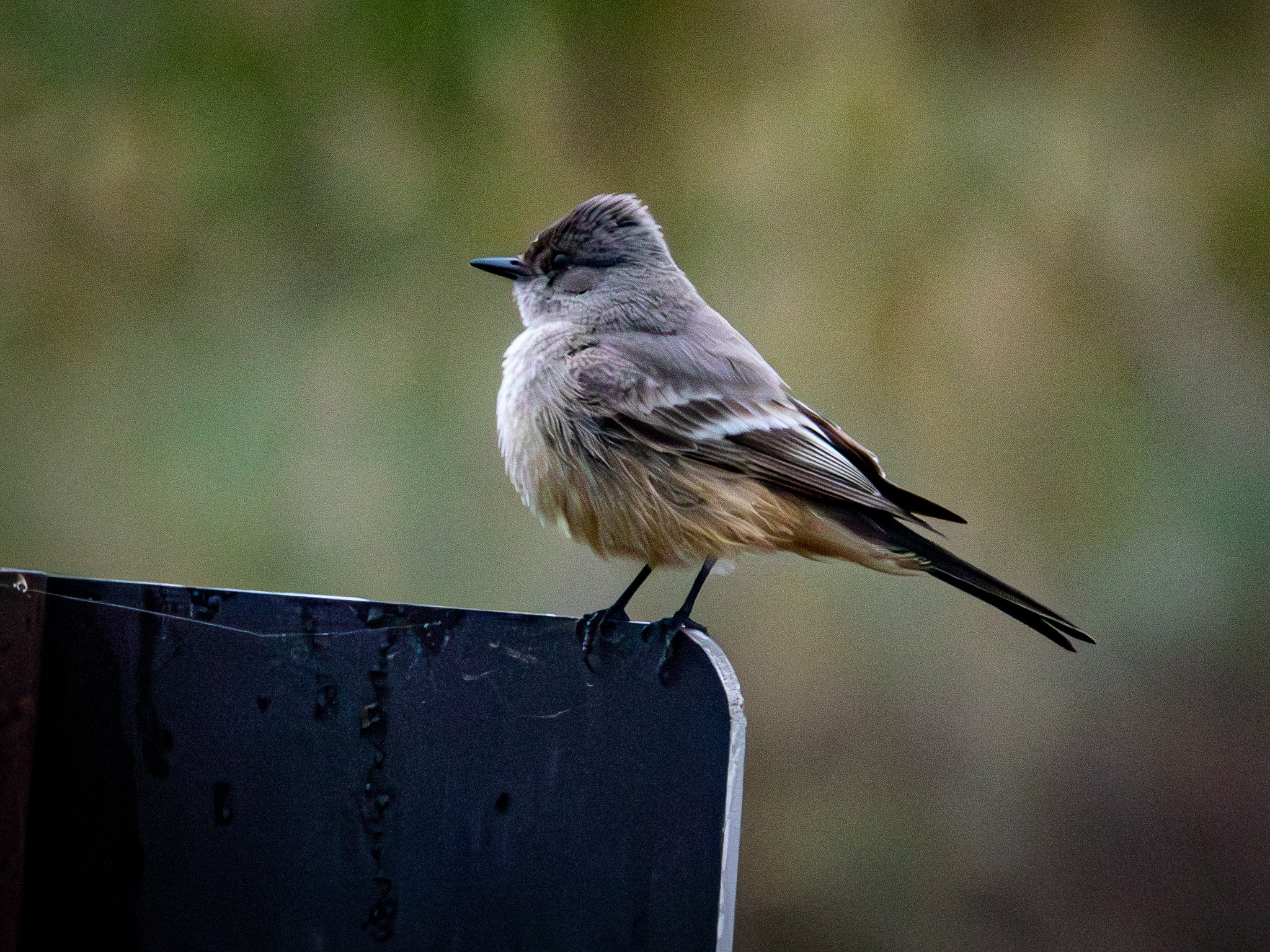 Say's Phoebe