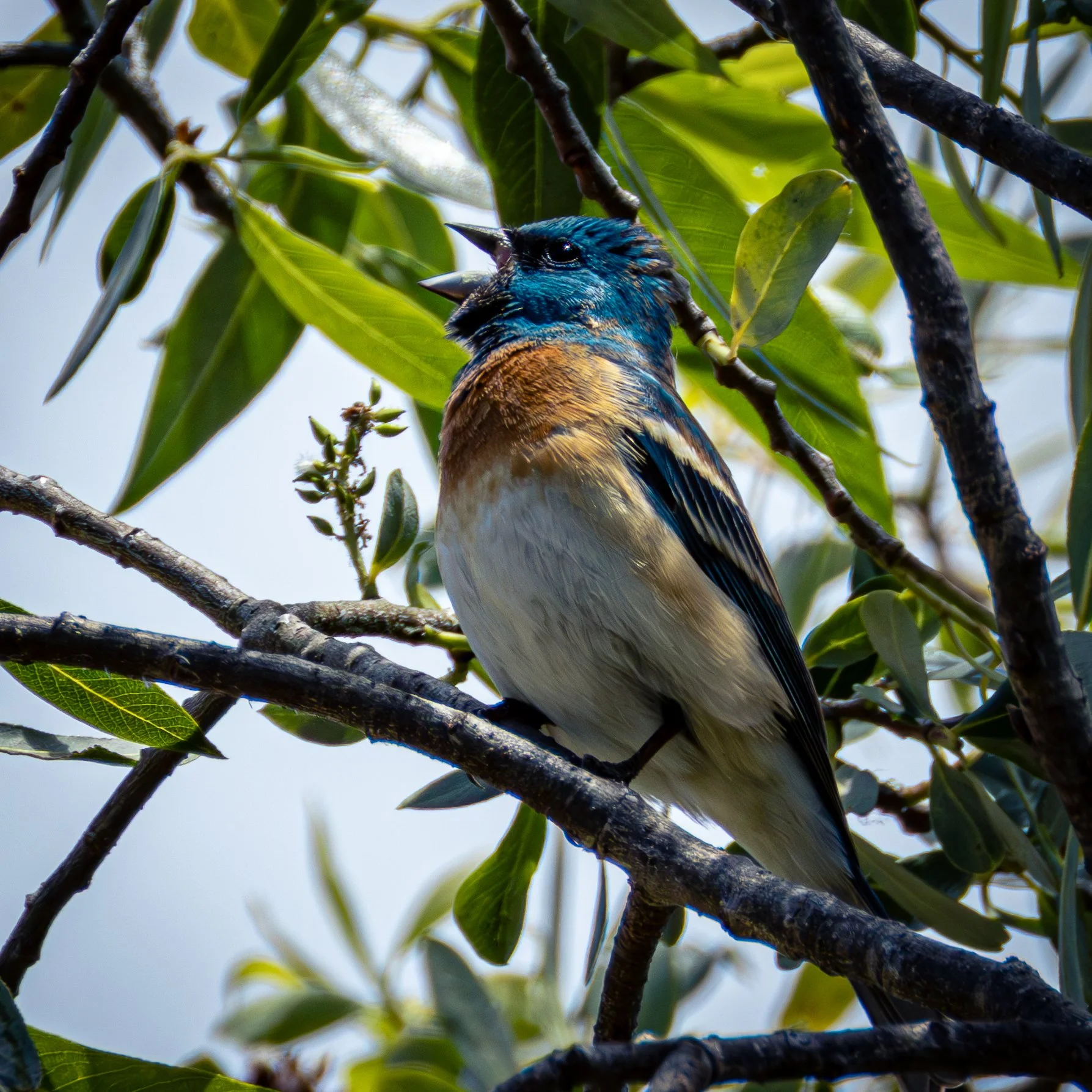Lazuli Bunting