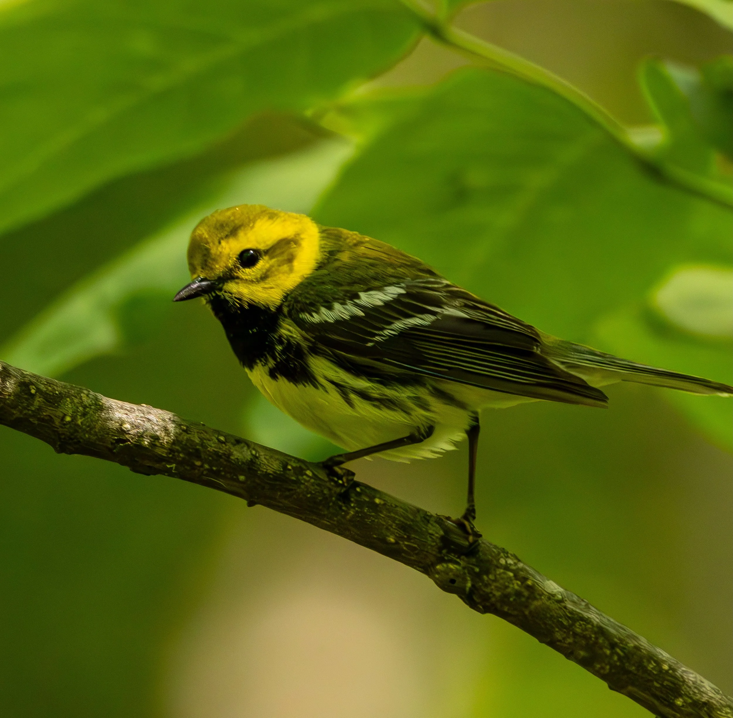 BLACK-THROATED GREEN WARBLER