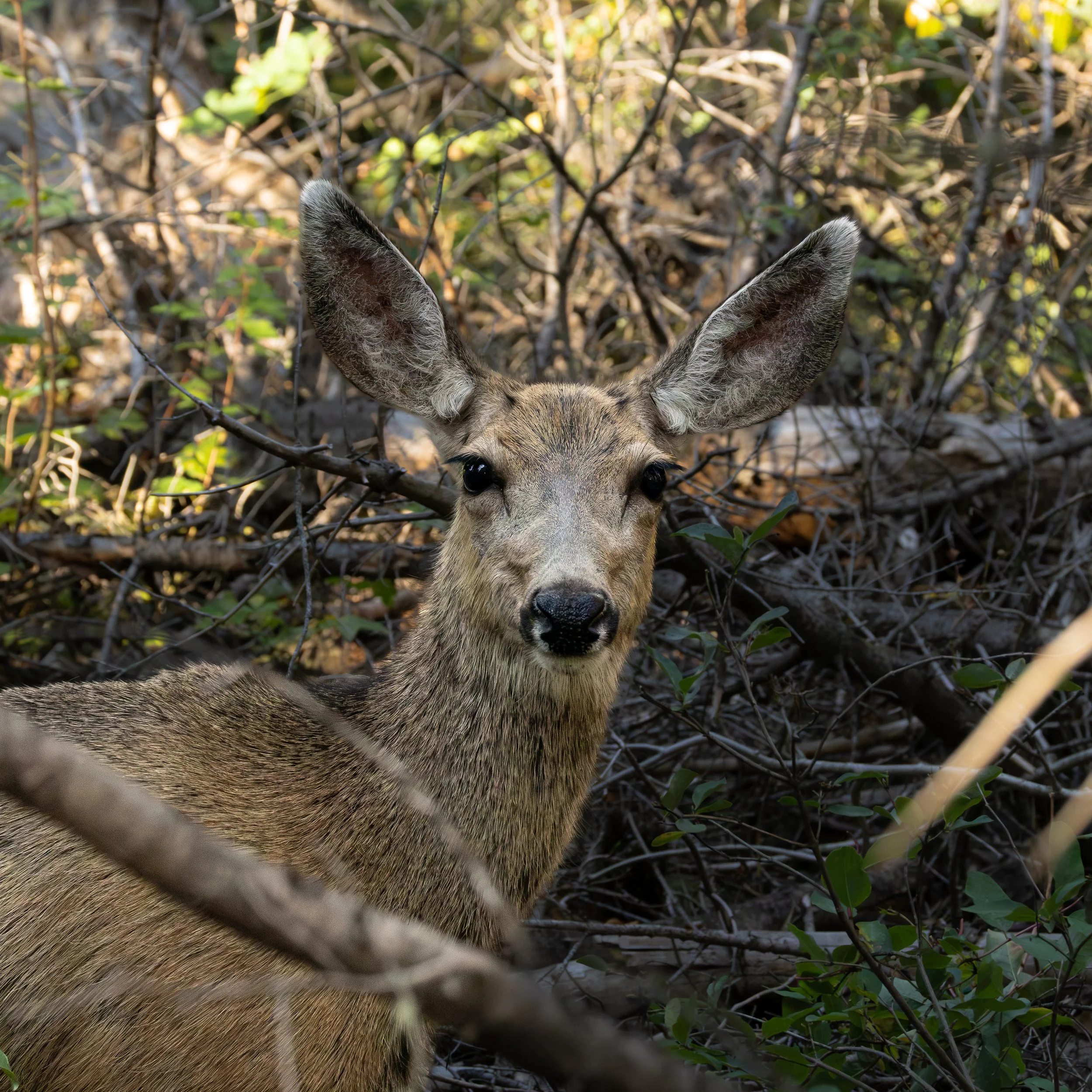 Mule Deer