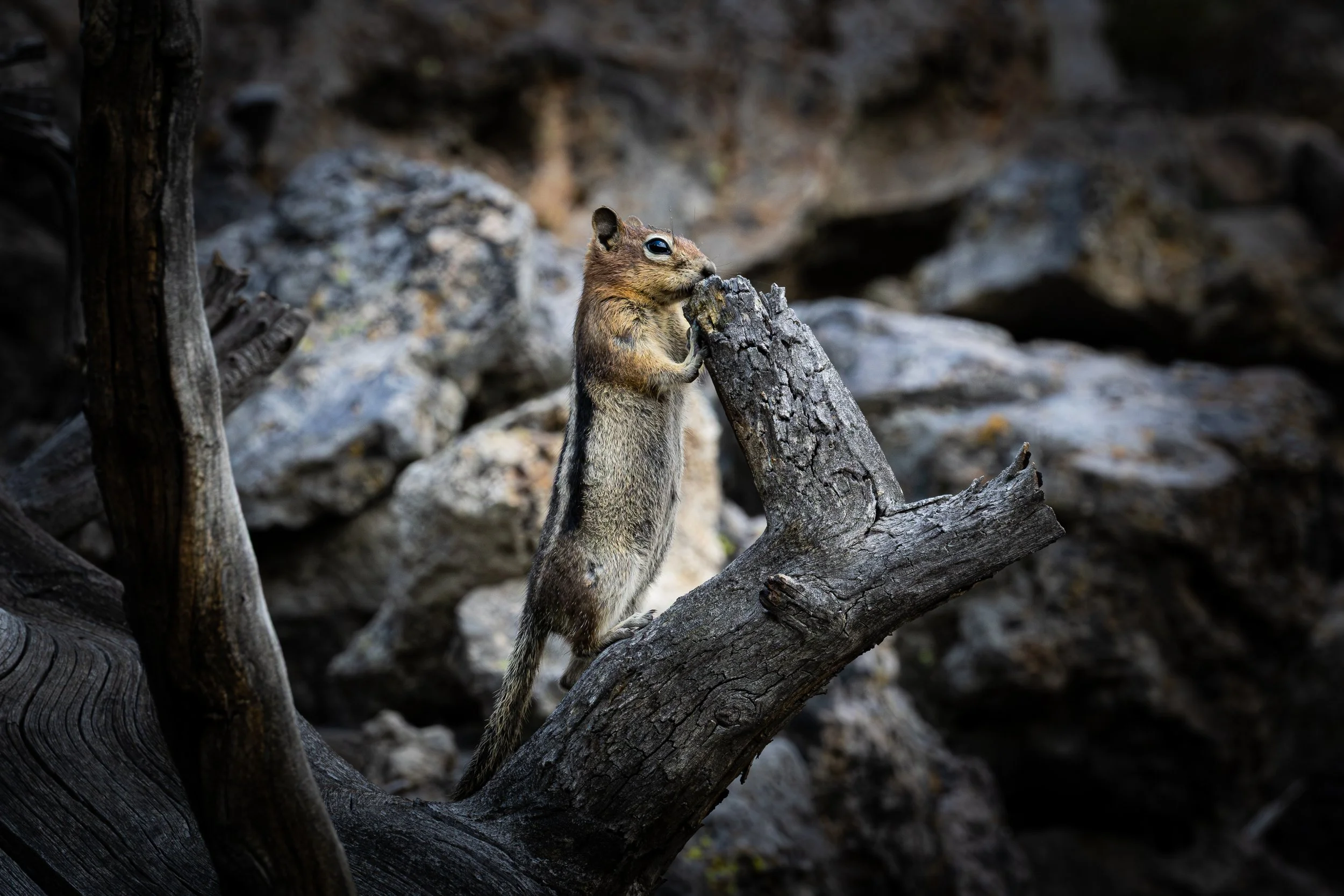 Golden-mantled Ground Squirrel
