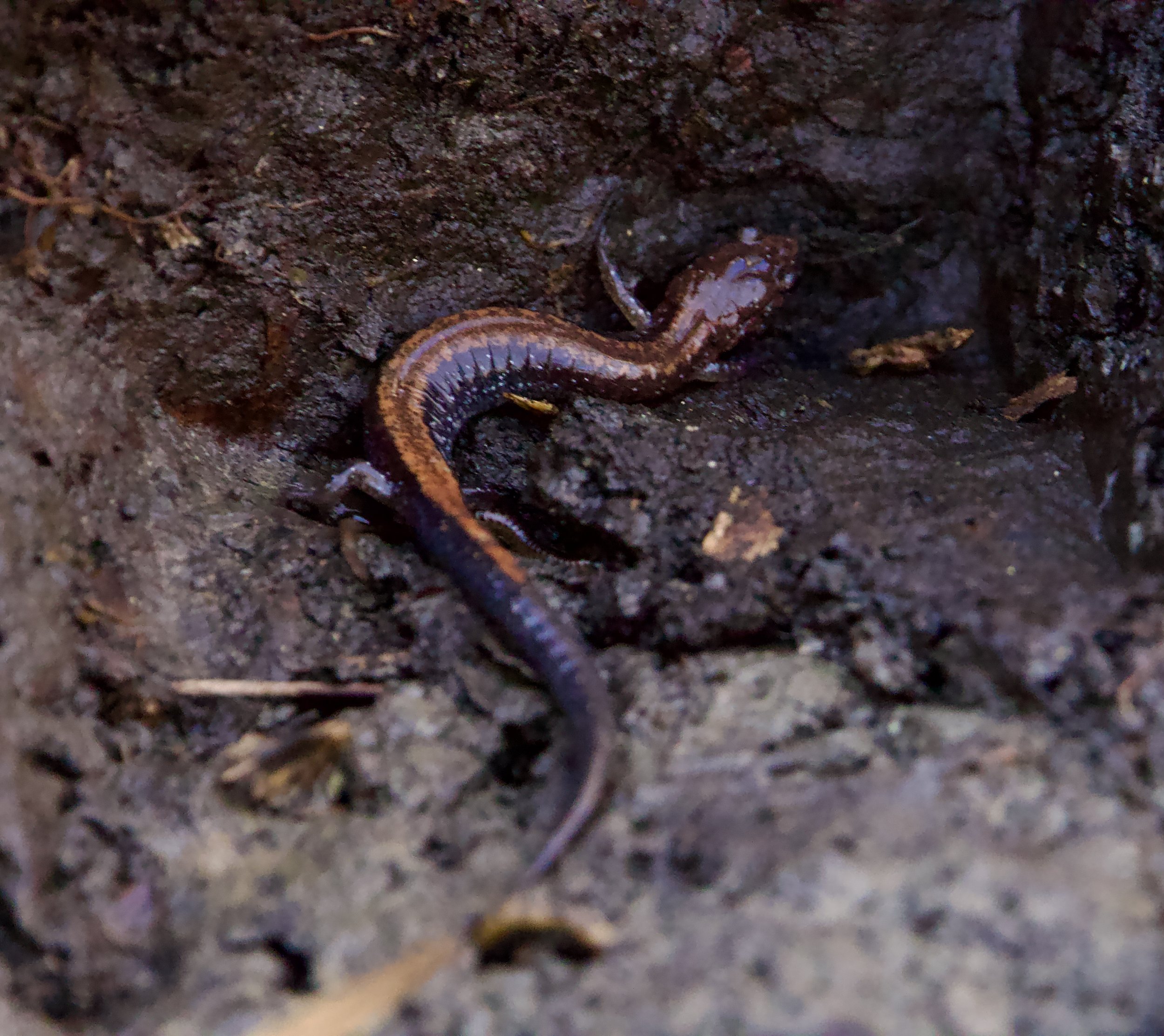 Eastern Red-backed Salamander