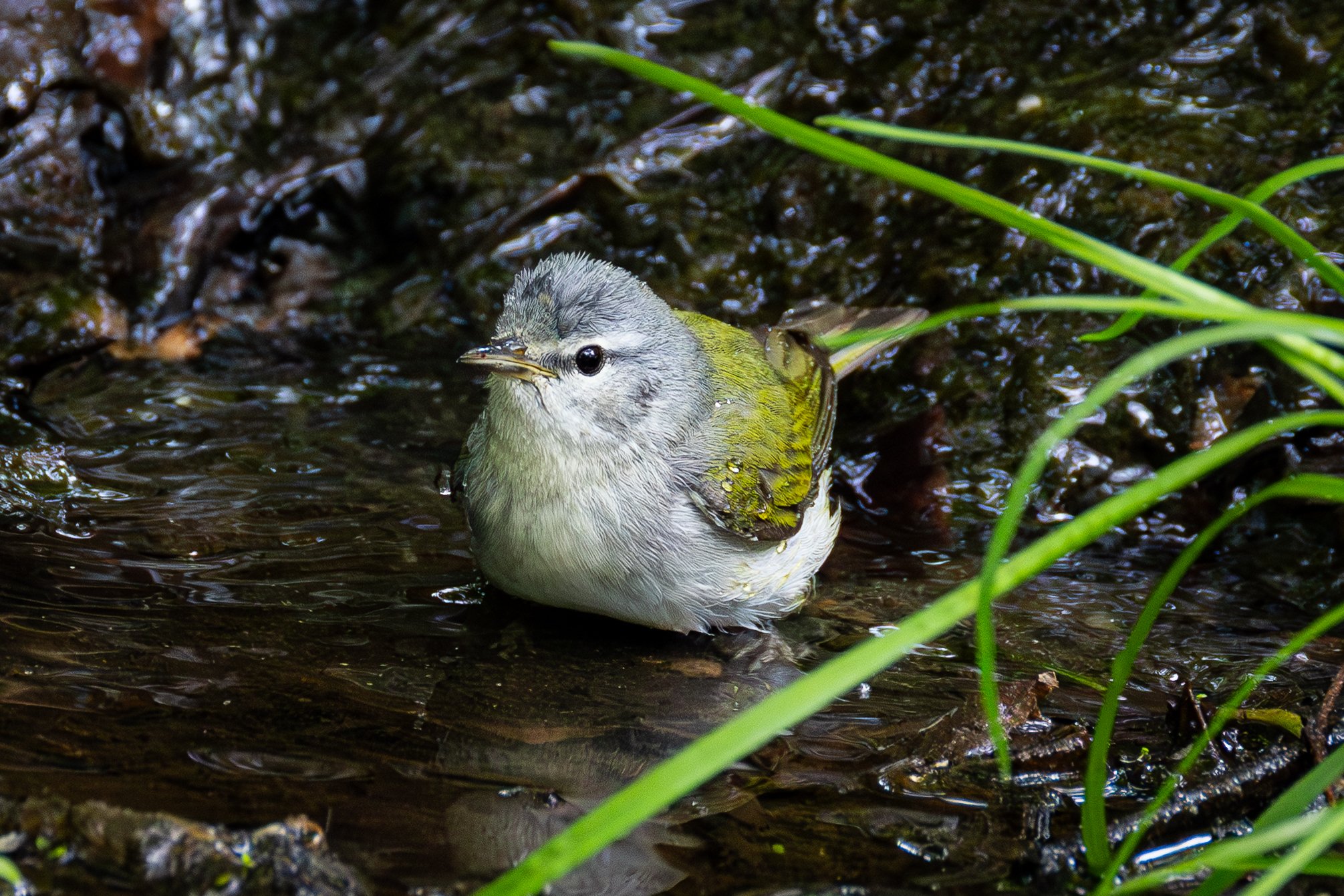 Tennessee Warbler