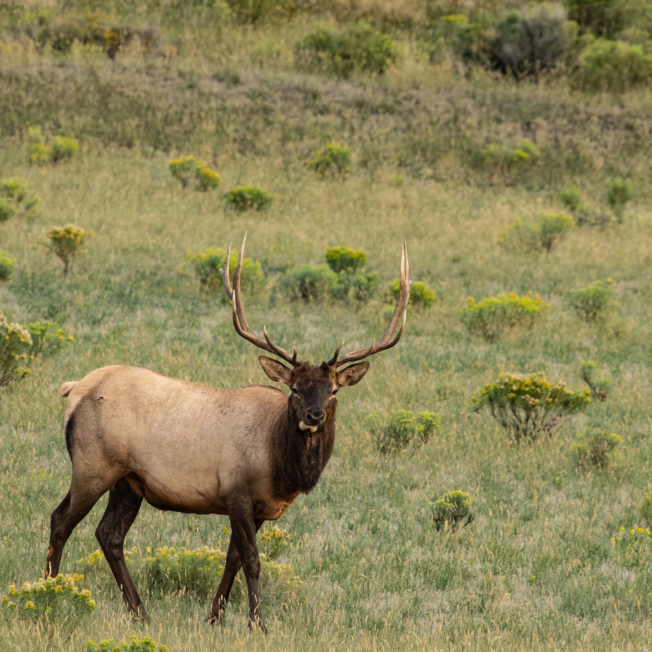 American Elk