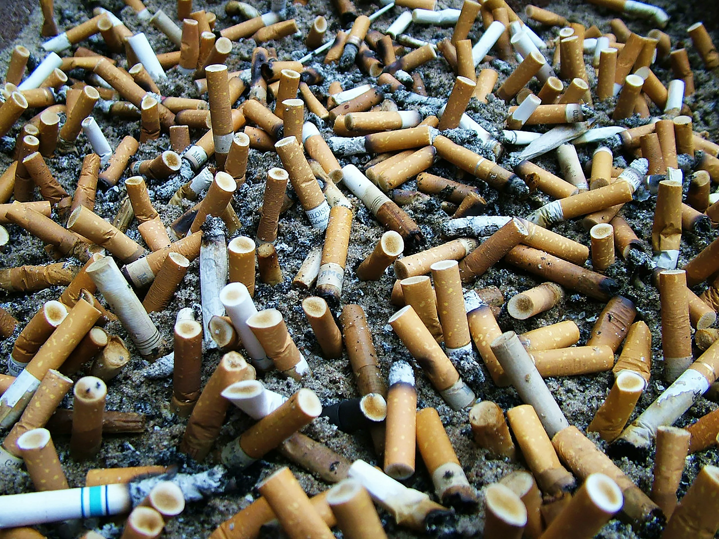A large number of cigarette butts scattered on the ground, some partially burnt and some intact, with ash and debris around them.