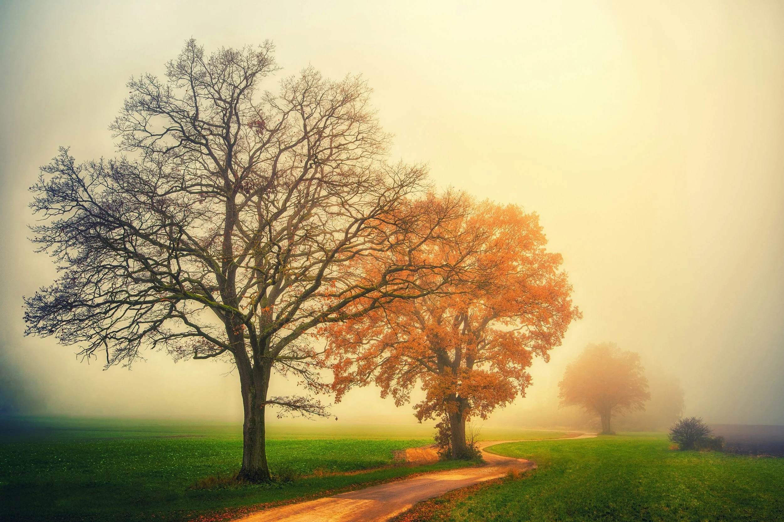 Autumn scene with trees, some with orange leaves, a winding dirt path, and foggy atmosphere.