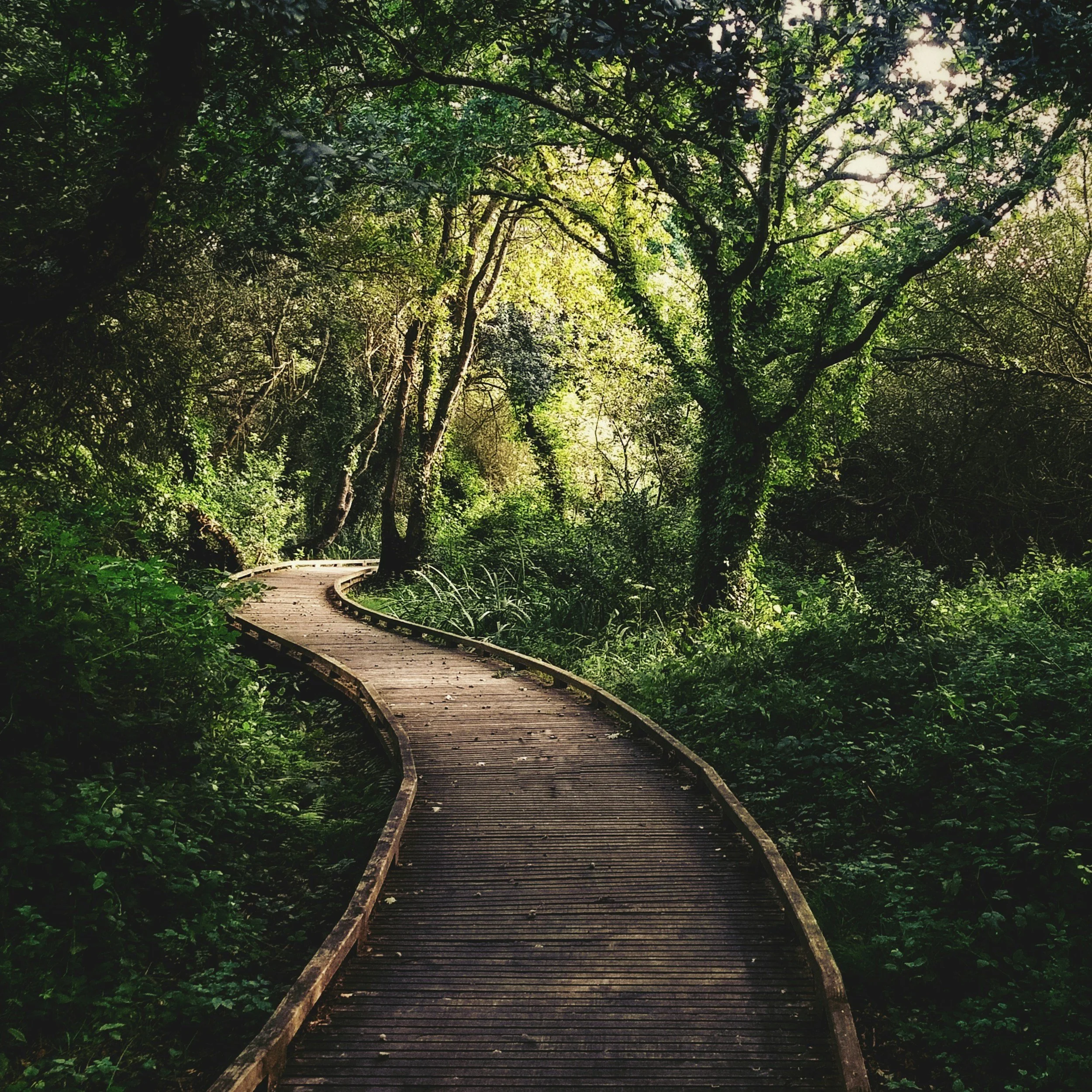 A winding wooden trail runs through a lush green forest with tall trees and dense foliage, sunlight filtering through the leaves.
