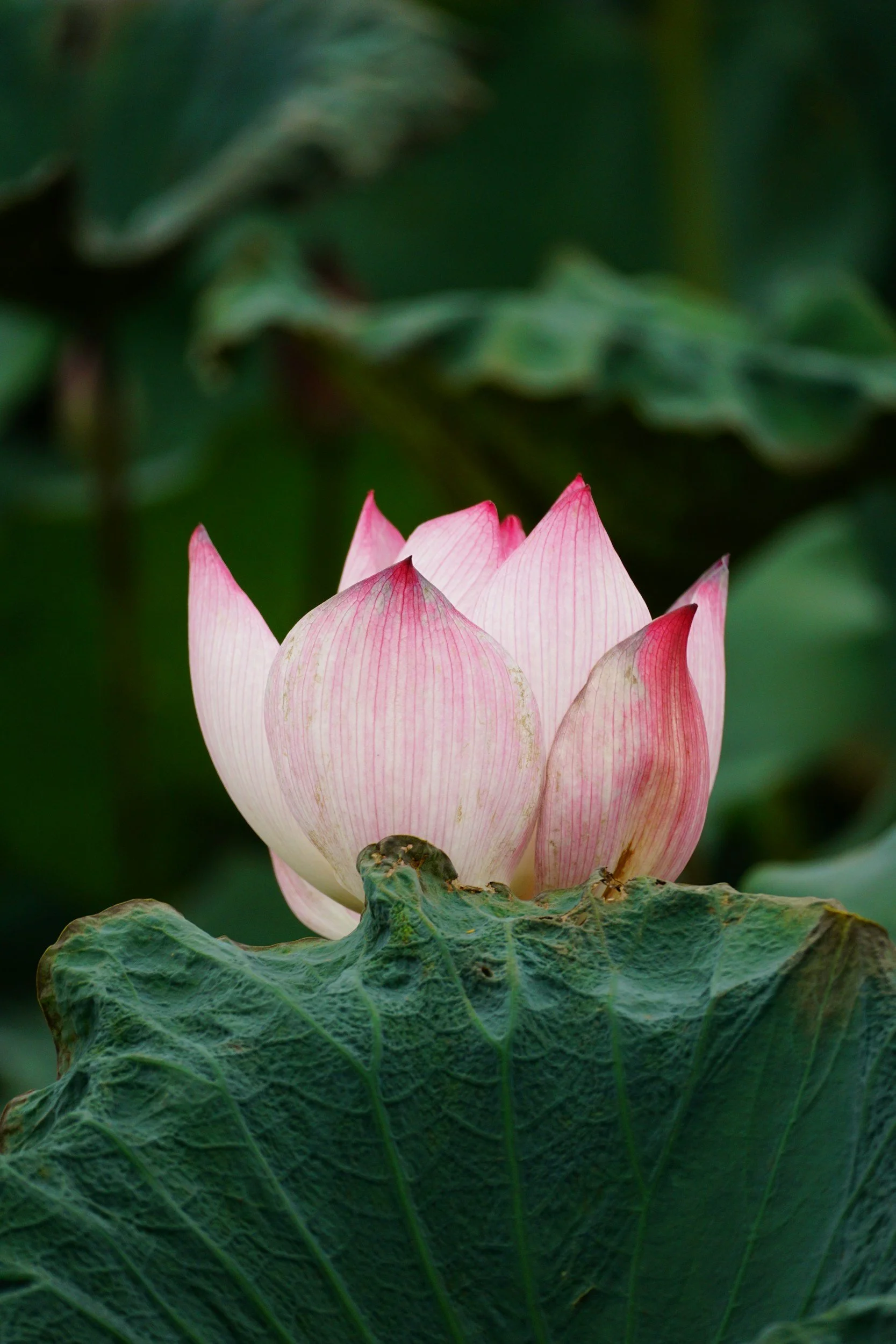 A blooming pink and white lotus flower emerging from a large green leaf with dark green background.