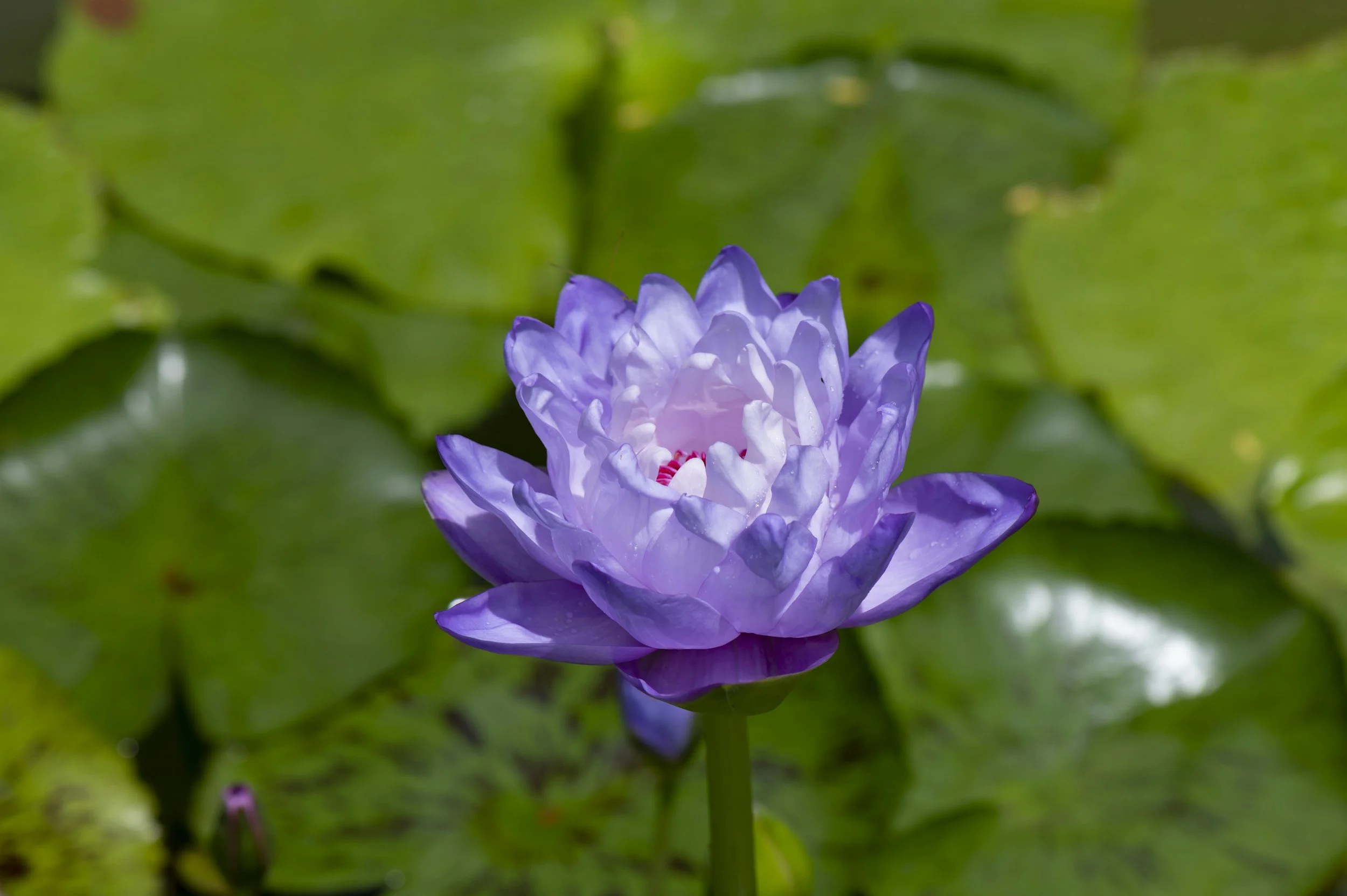 A purple water lily flower in bloom surrounded by green leaves.