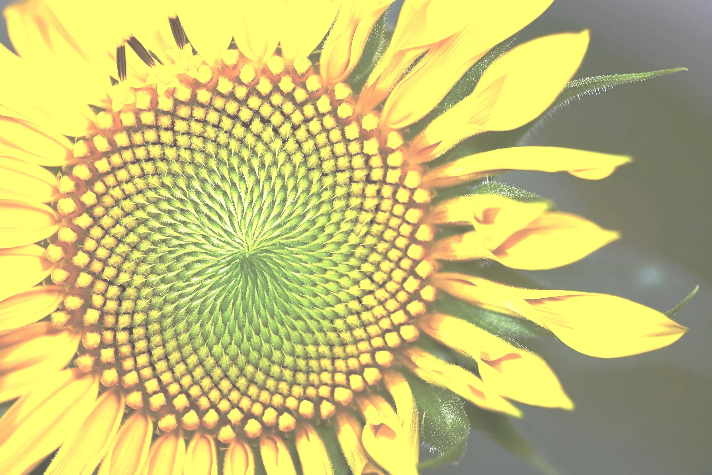 Close-up of a sunflower flower showing yellow petals and intricate central disk with seed pattern.