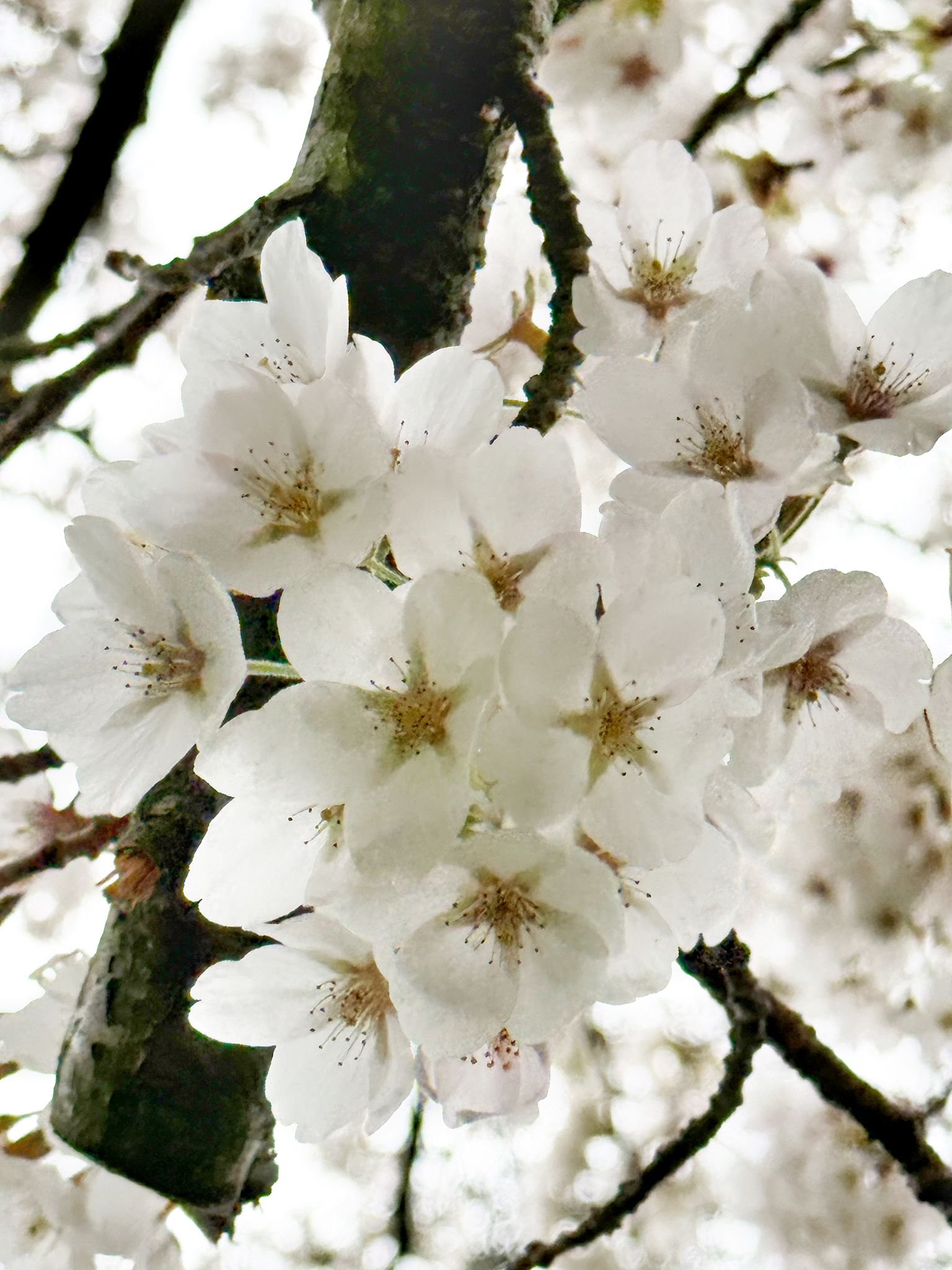 Blossom, Phone Photography Walk, Saltaire