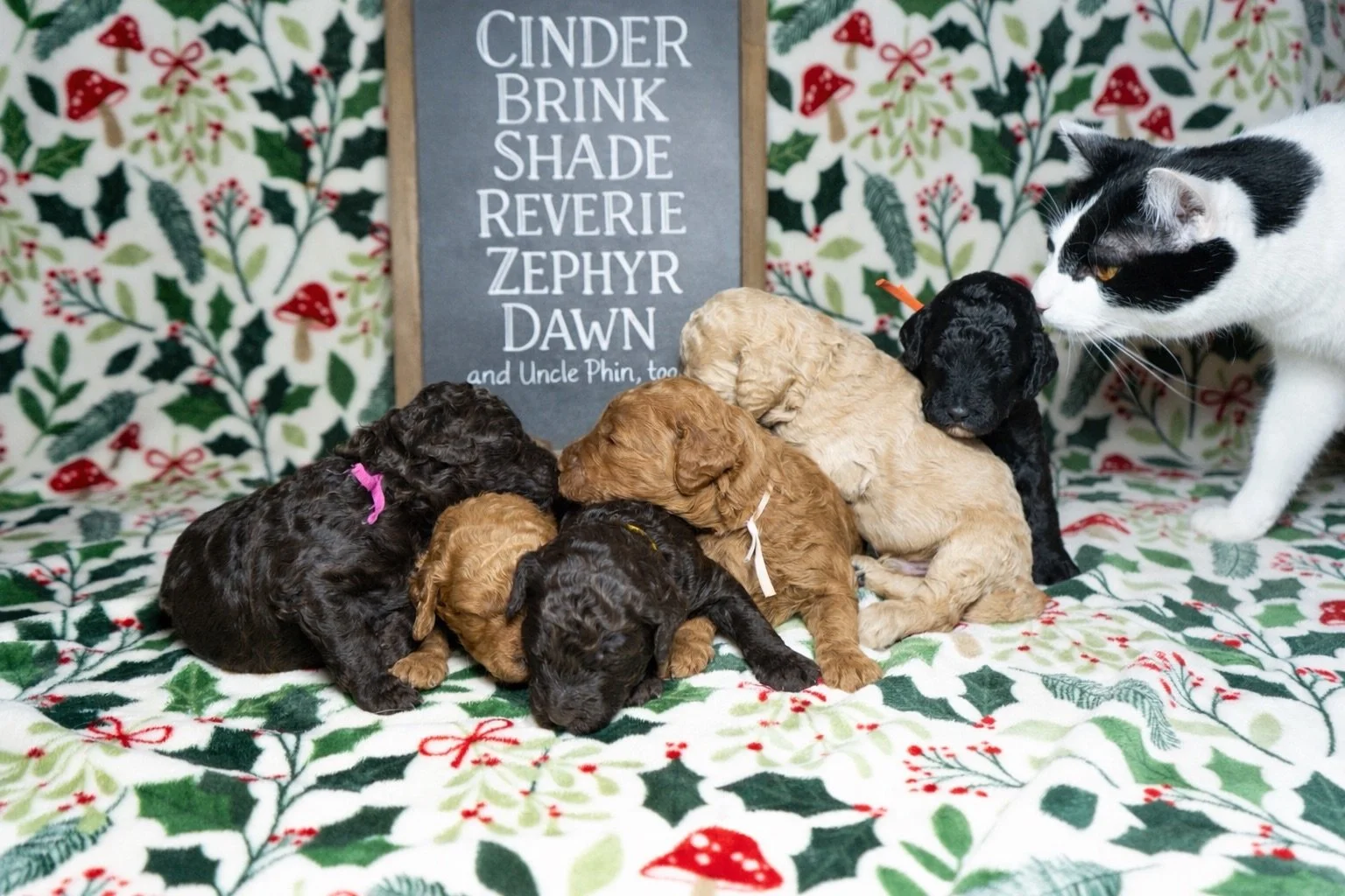 The Liminal Litter with their feline Uncle Phin