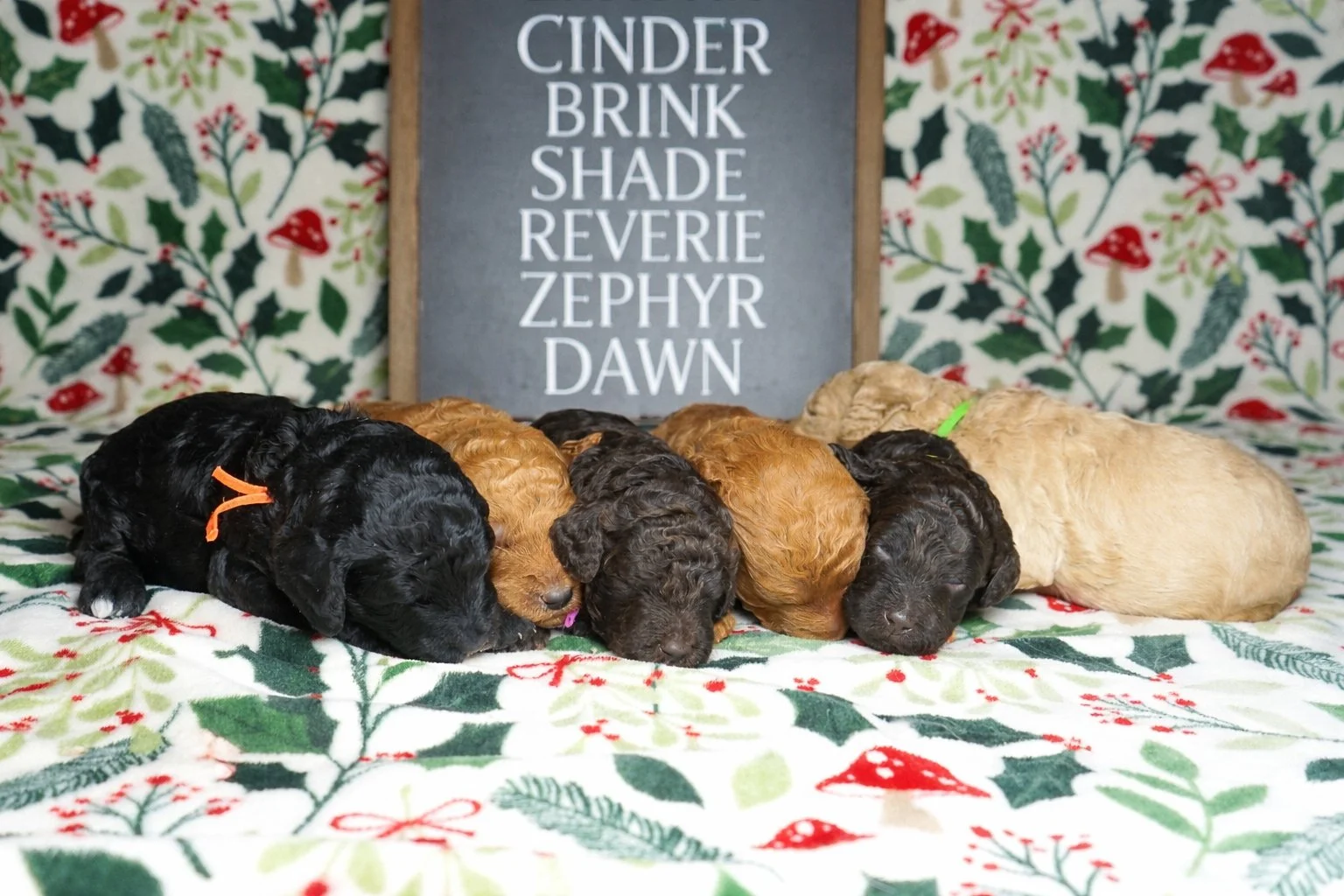 The Liminal Litter Preparing for Christmas