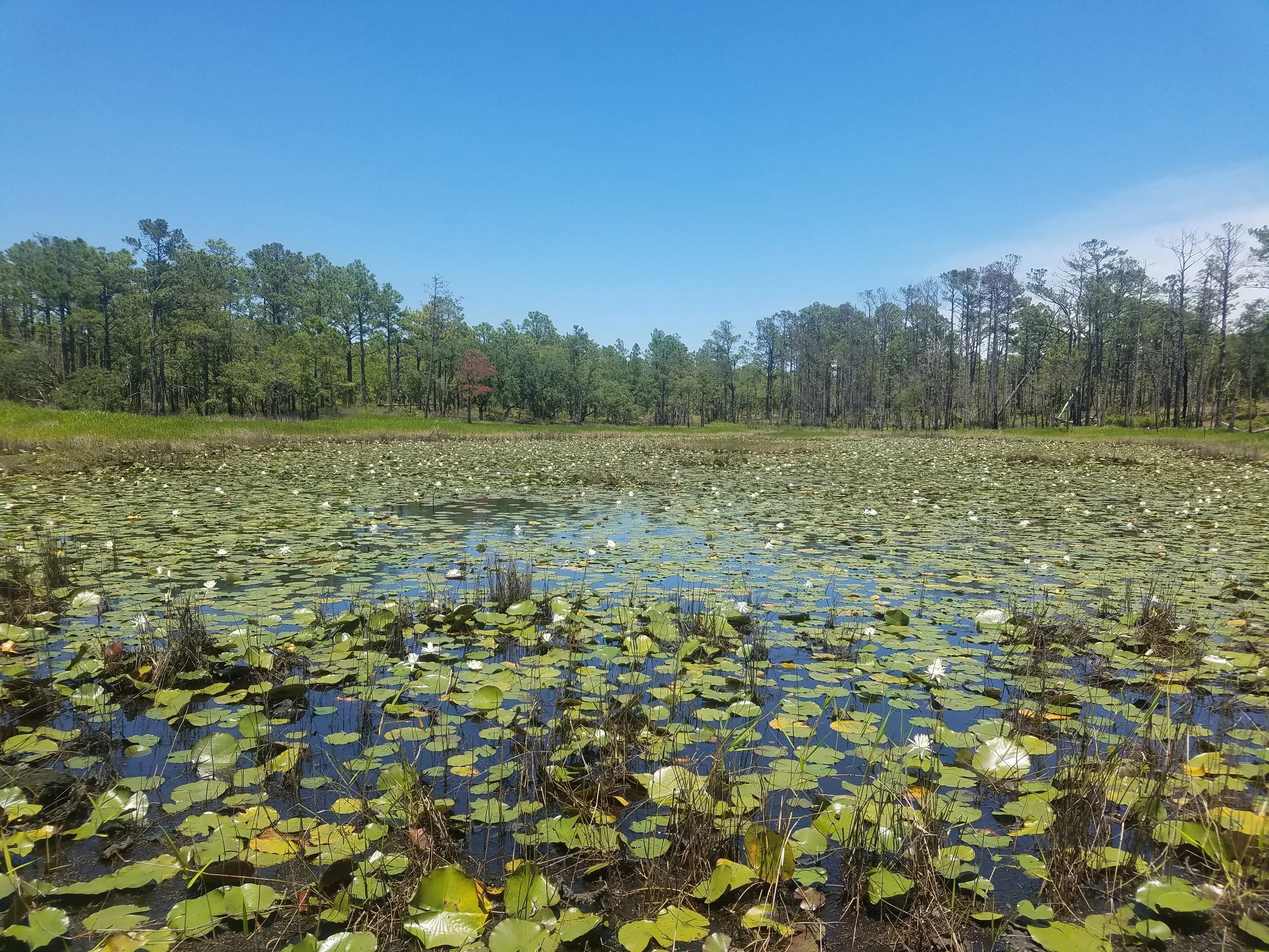 Lily Pond 4.jpg