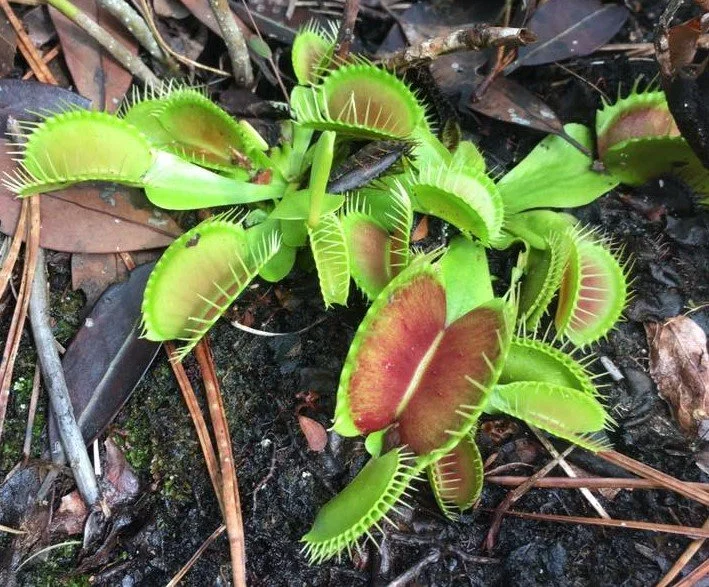flytrap.jpg