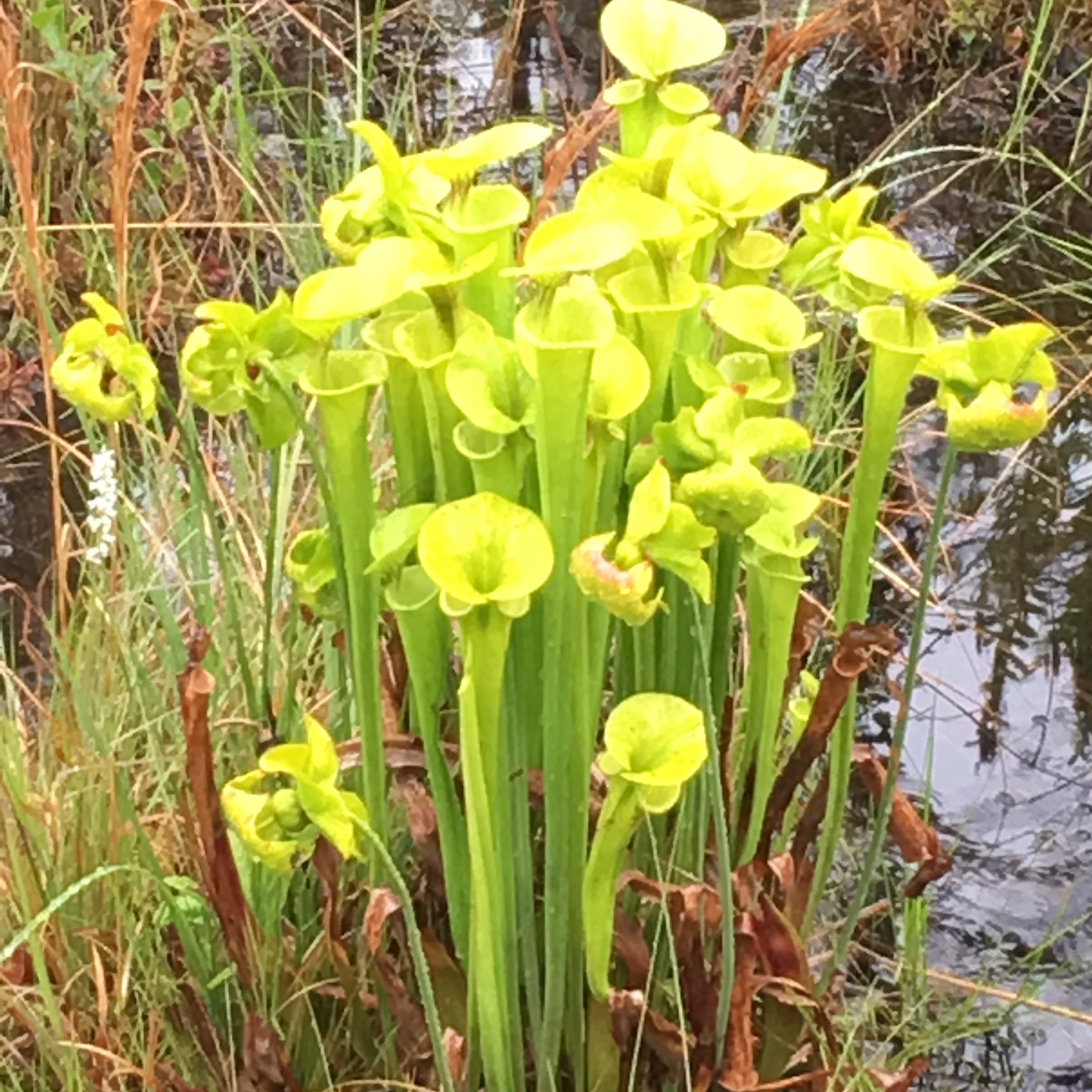 yellowpitcherplant.JPG