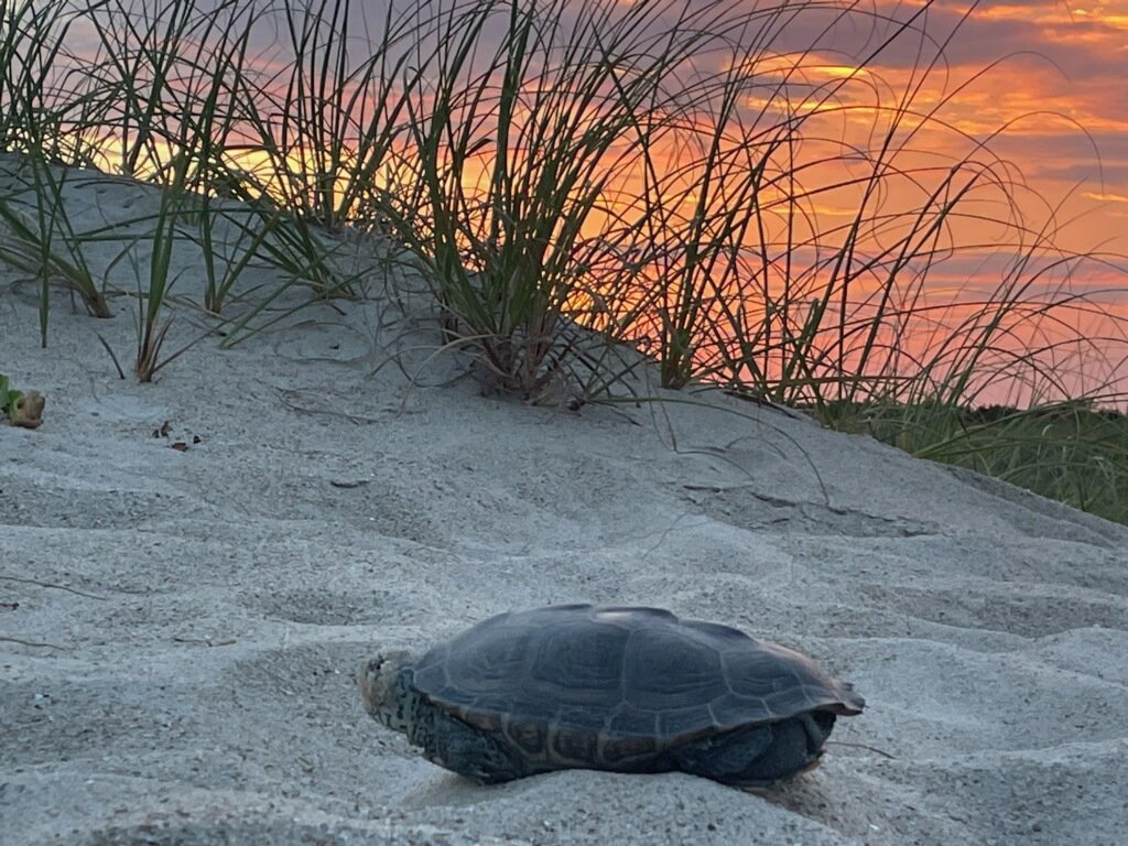 Sea Turtles of Our Coast