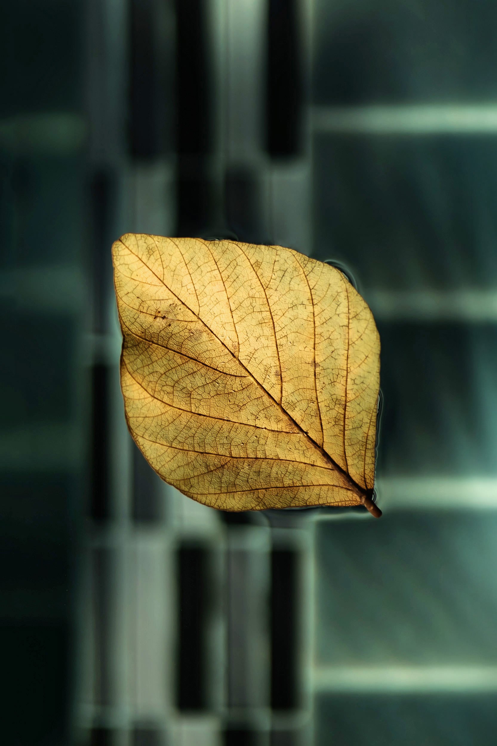Leaf