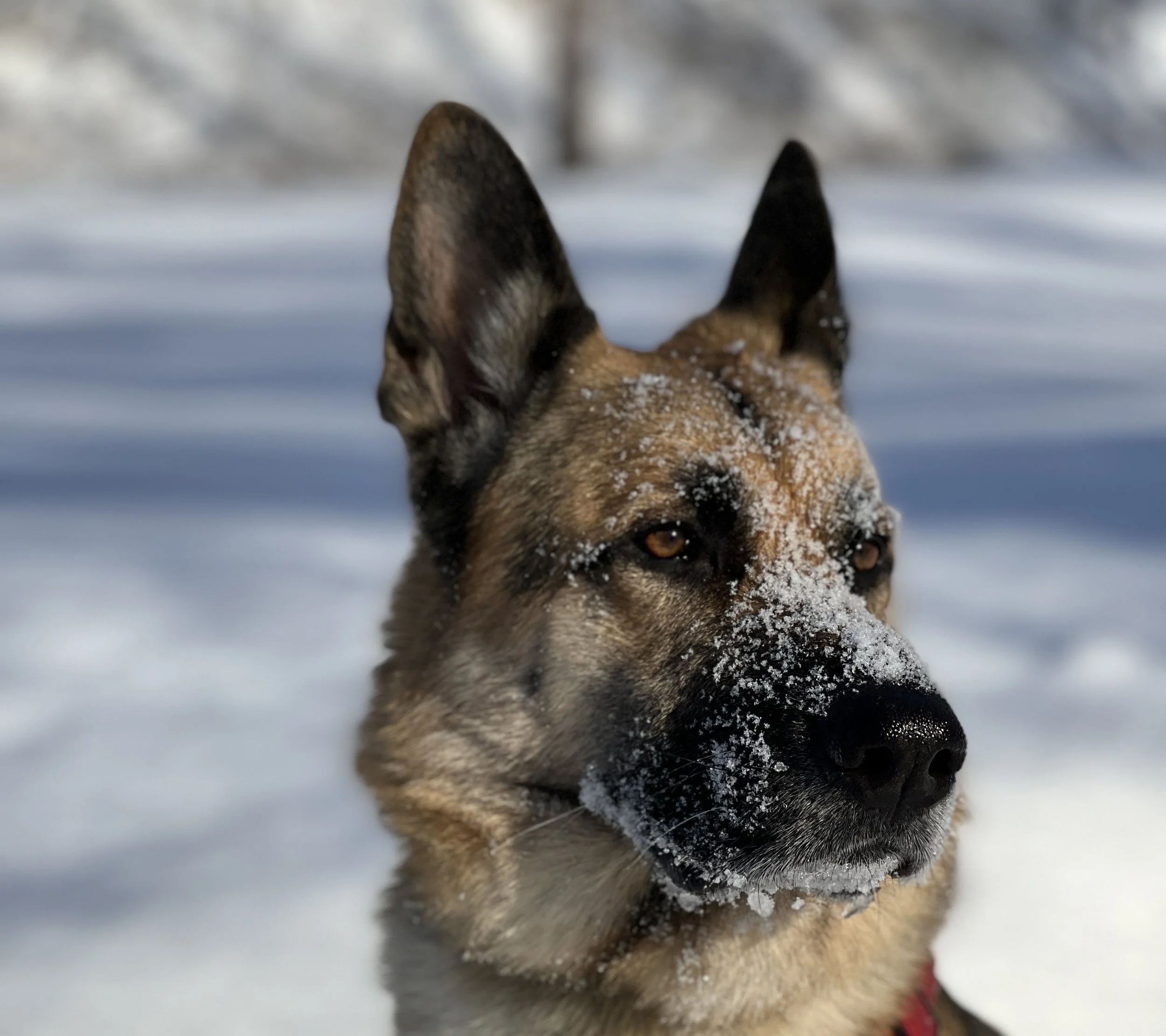 Cooper, a German Shepherd, with snow on his face, looking into the distance
