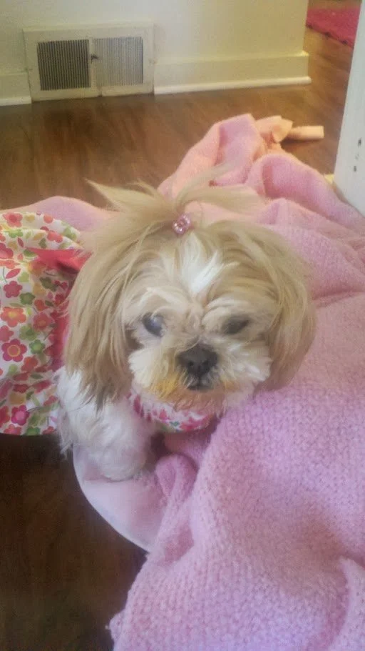 Missy and Pink Blanket.jpg