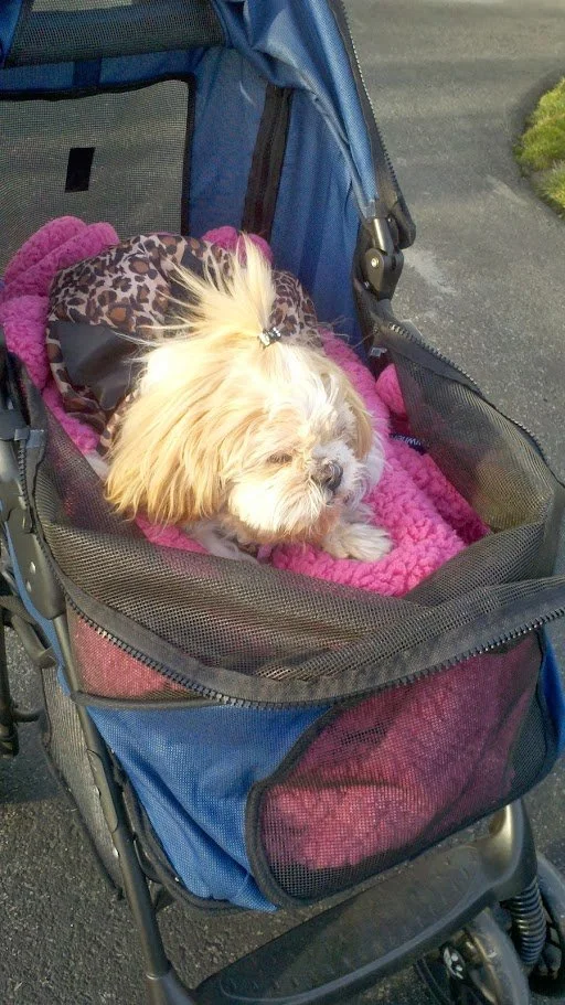 Missy Stroller.jpg