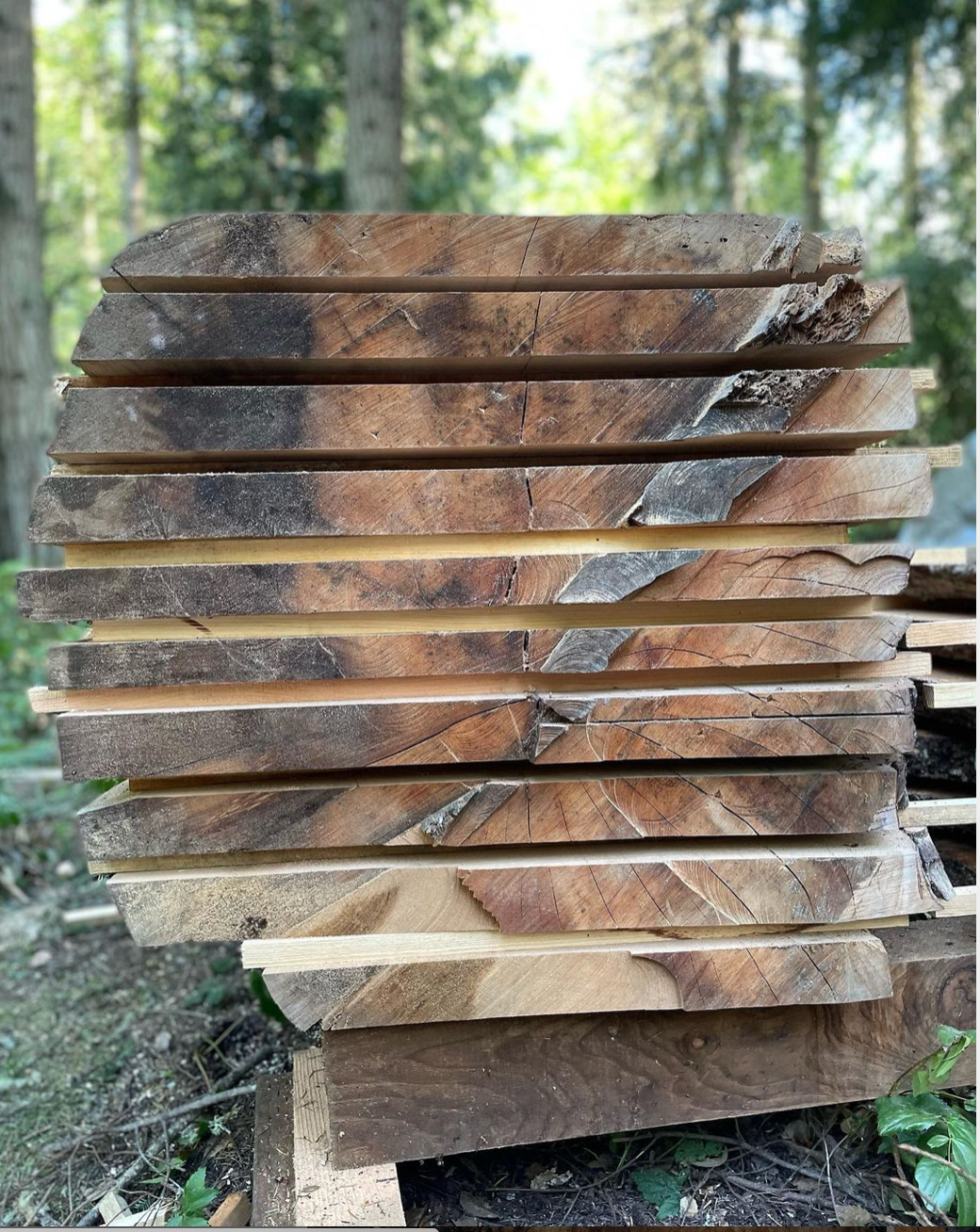 Western Red Cedar
