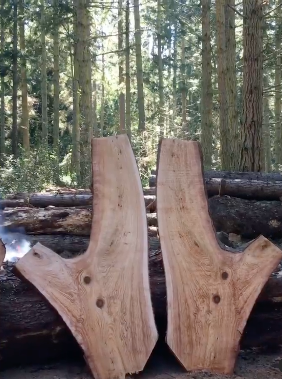 Western Red Cedar Wayland.png