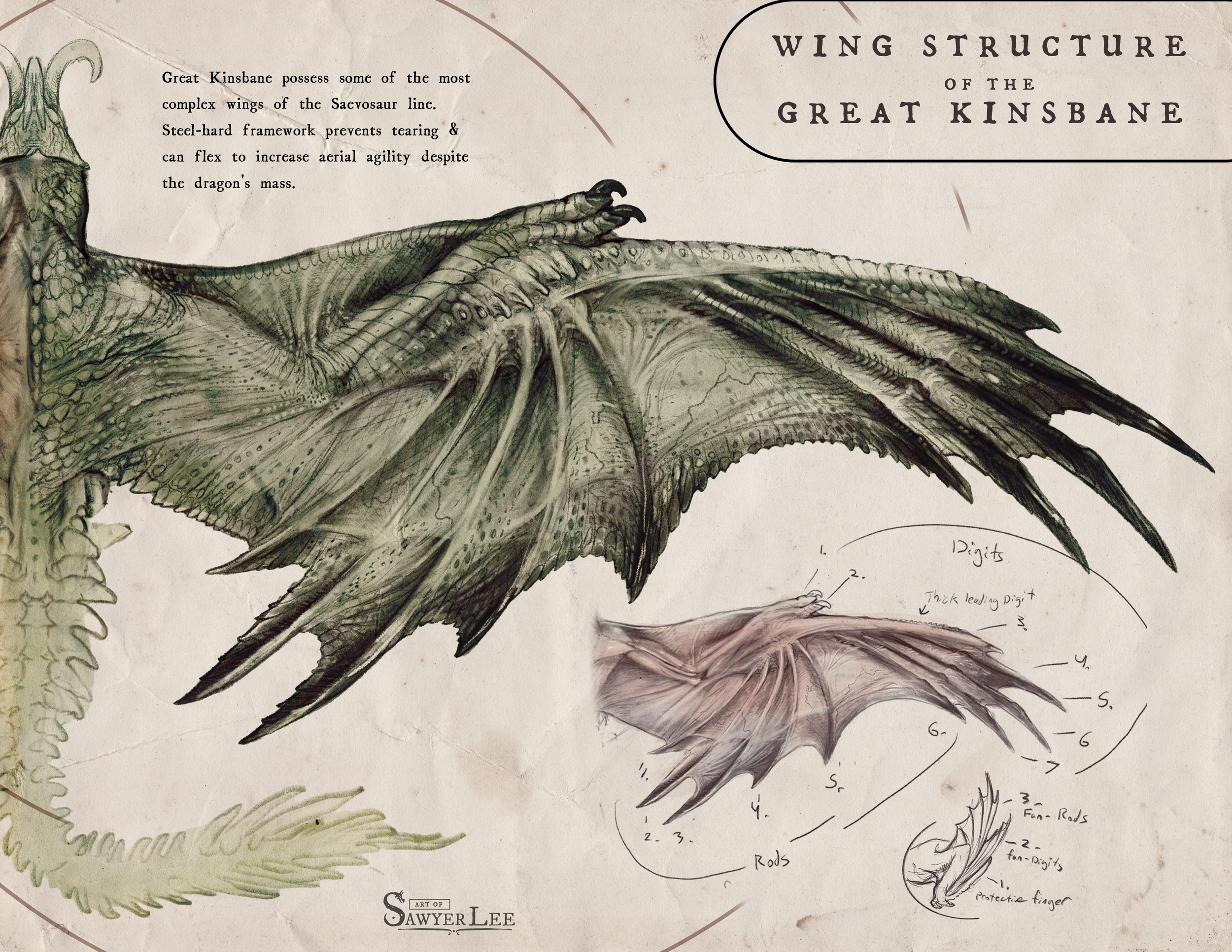 Wing anatomy exploration.
