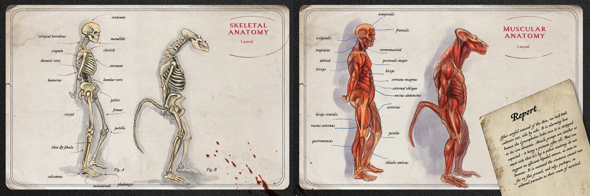 sawyer-lee-skeletons-newborder.webp