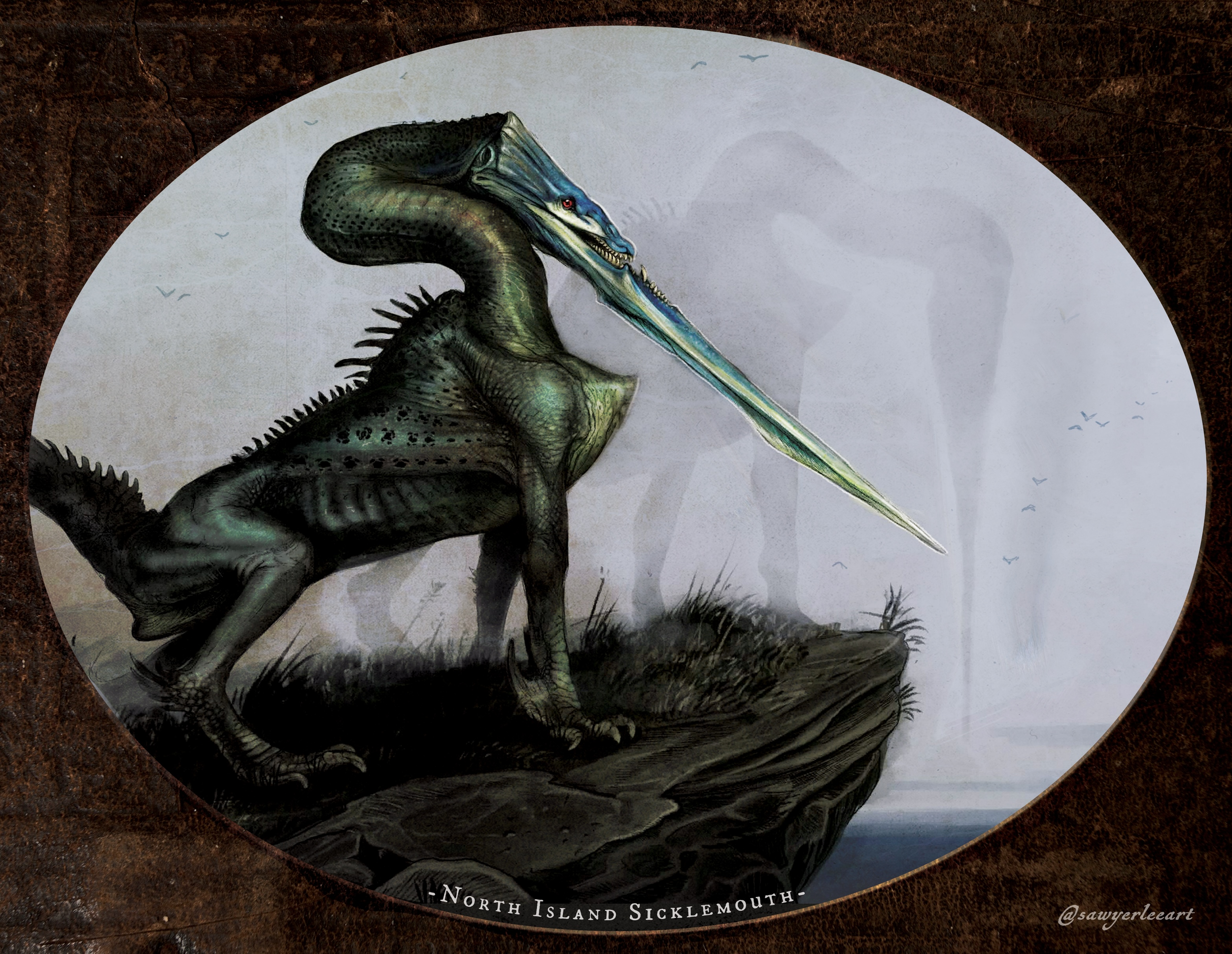 North Island Sicklemouth plate illustration.