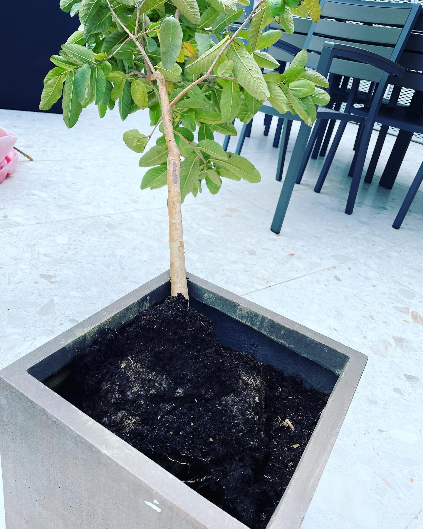 Yesterday was all sunshine and lollipops. Today my guava tree was blown out of the container. Not sure if this picture really shows how the rootball lifted out. Learning to garden with extreme winds 🙈 I thought all this wonderful sunshine and heat o