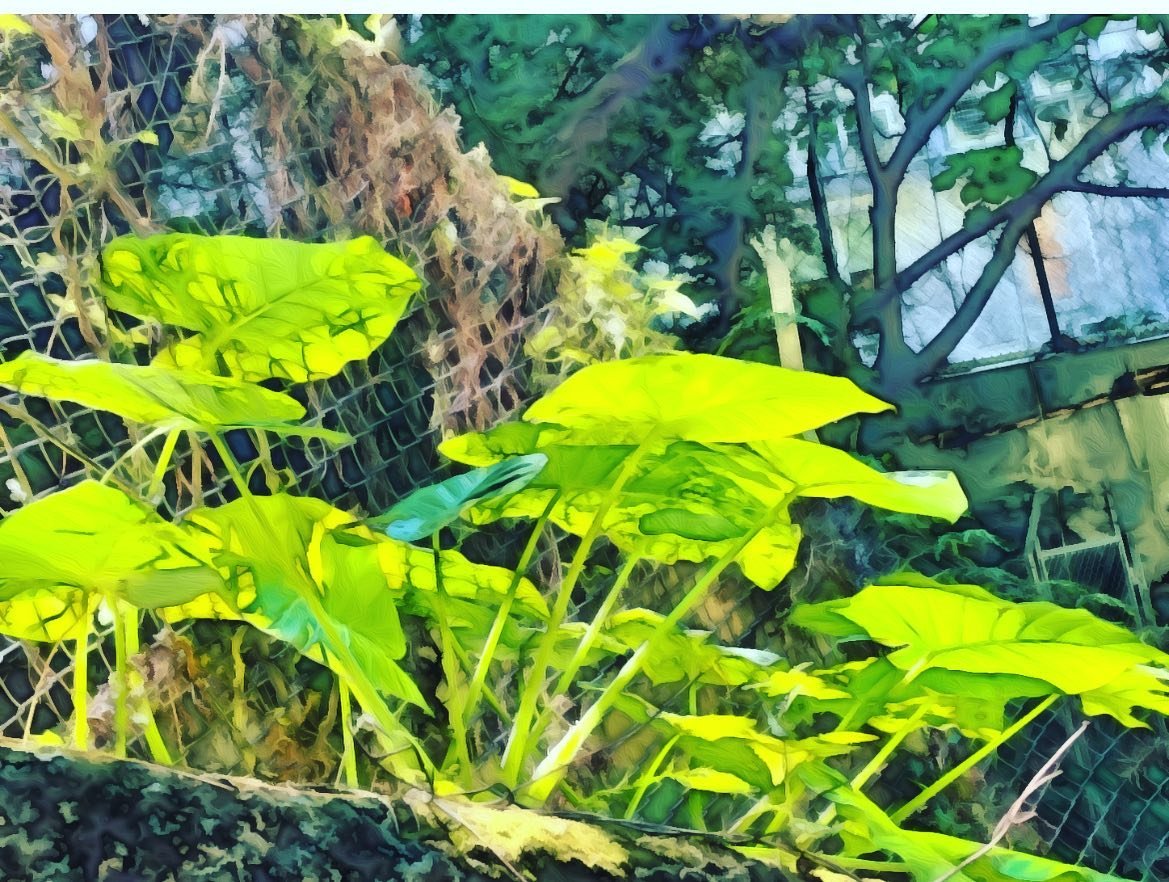 Was walking through a shady path today and I just love how the sun lit up this plant. Gorgeous! This one is for those of you with snowy days in your future.