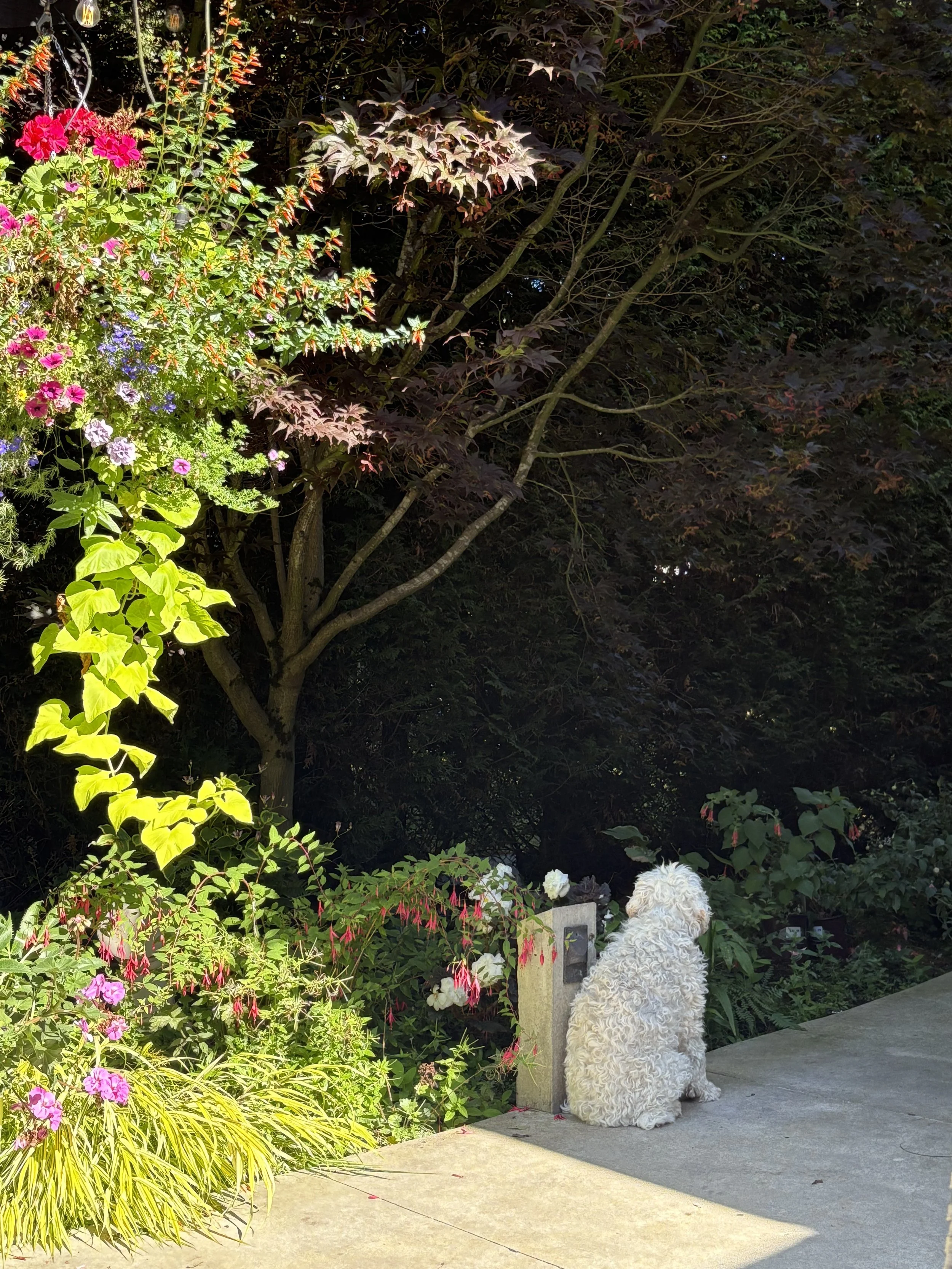 Why is the weather so wild? Wreaking havoc on your garden?