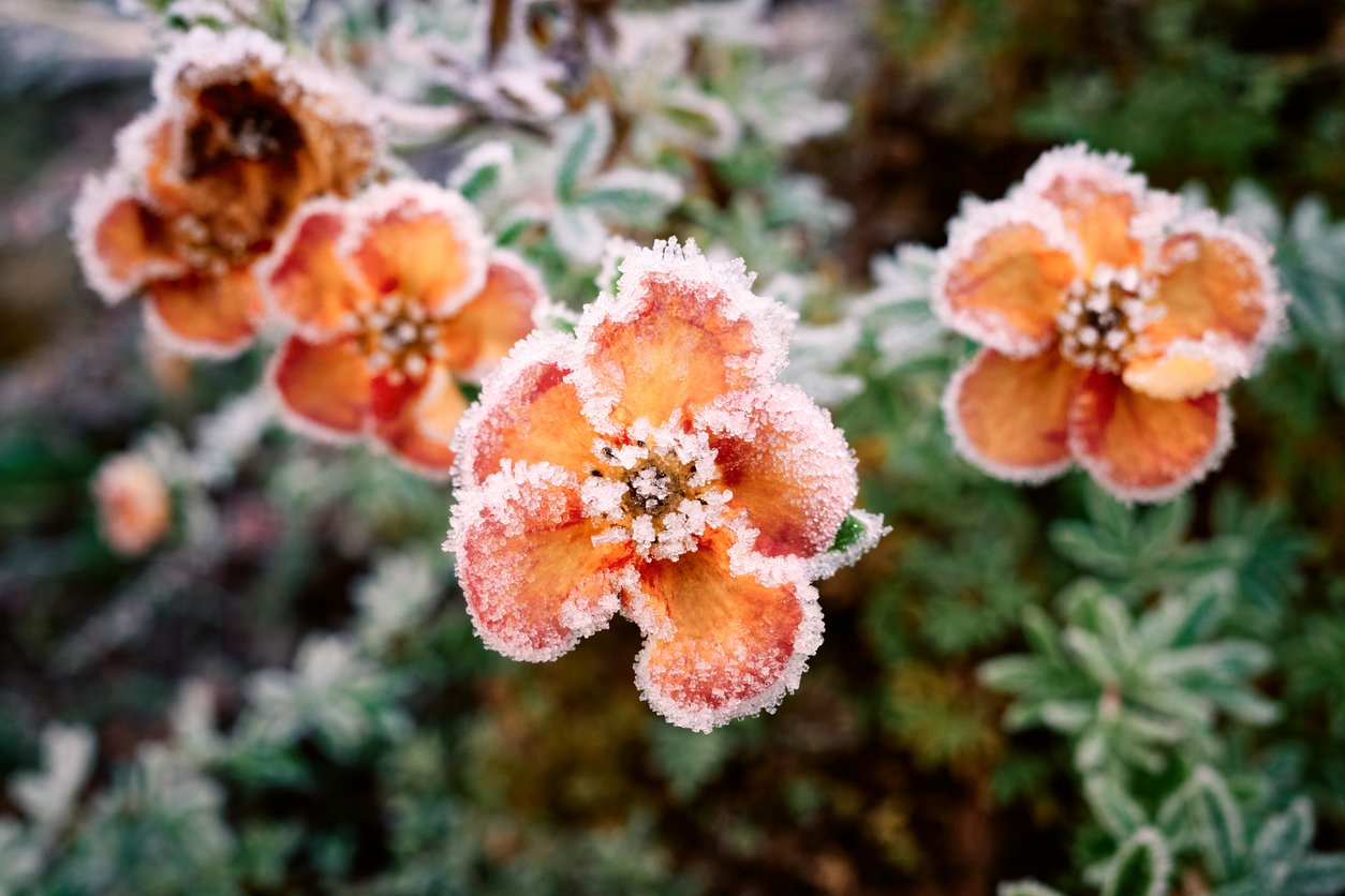 Is Climate Change Making the Gardening Calendar Obsolete?