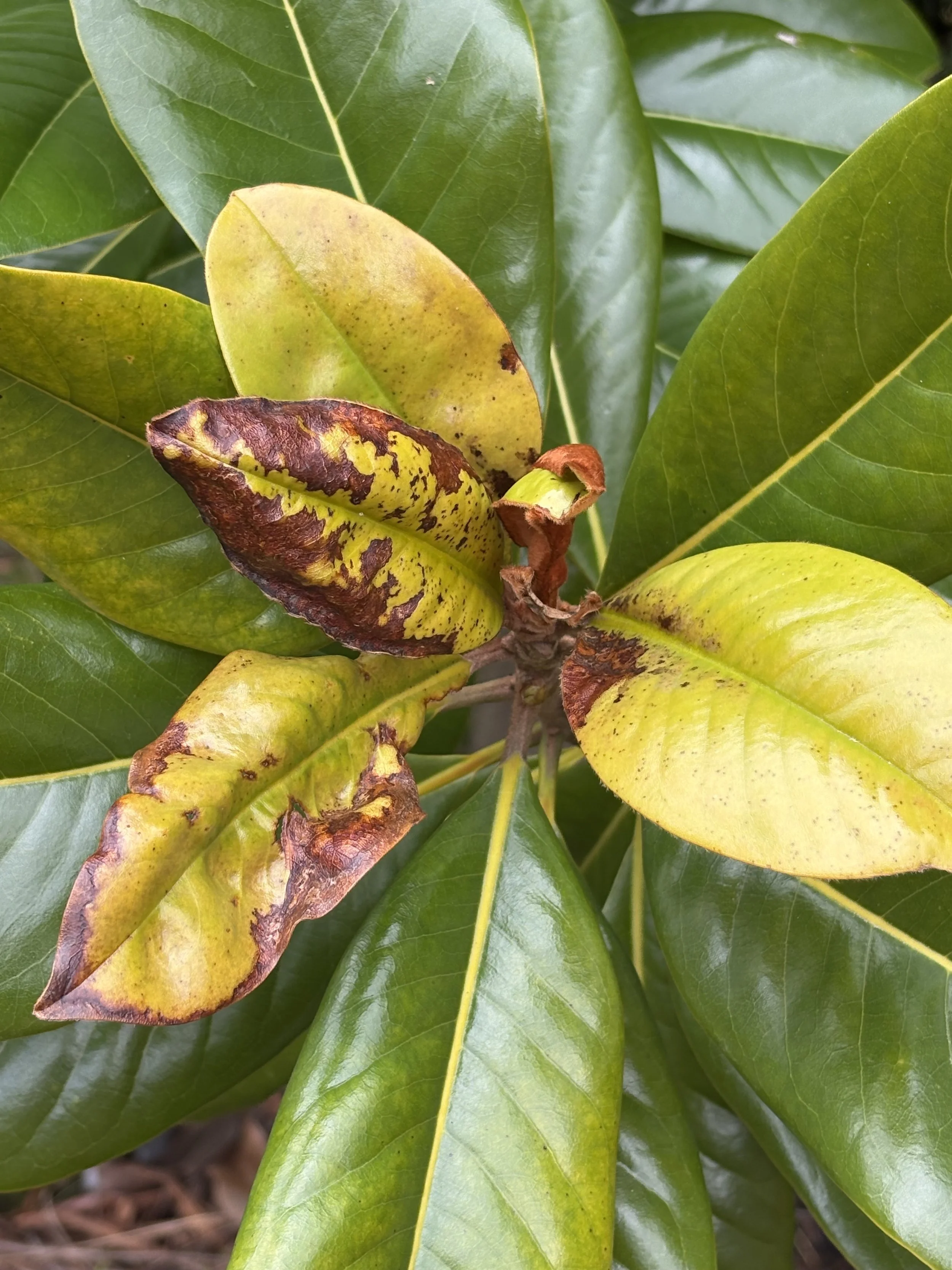 It’s Rarely Just One Weather Event Damaging Plants and Trees