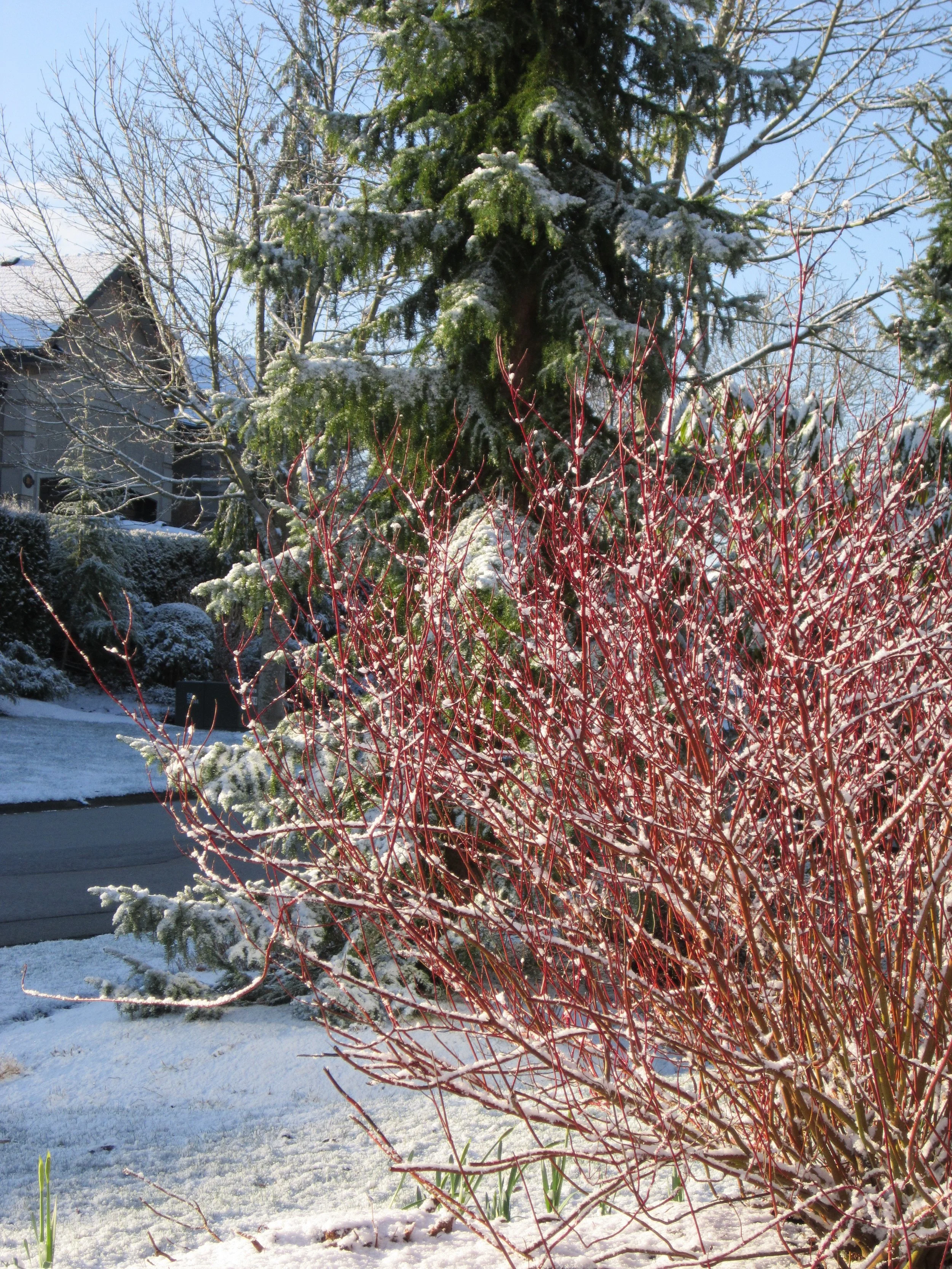 The Shoulder Seasons Can Be Tough on Gardens