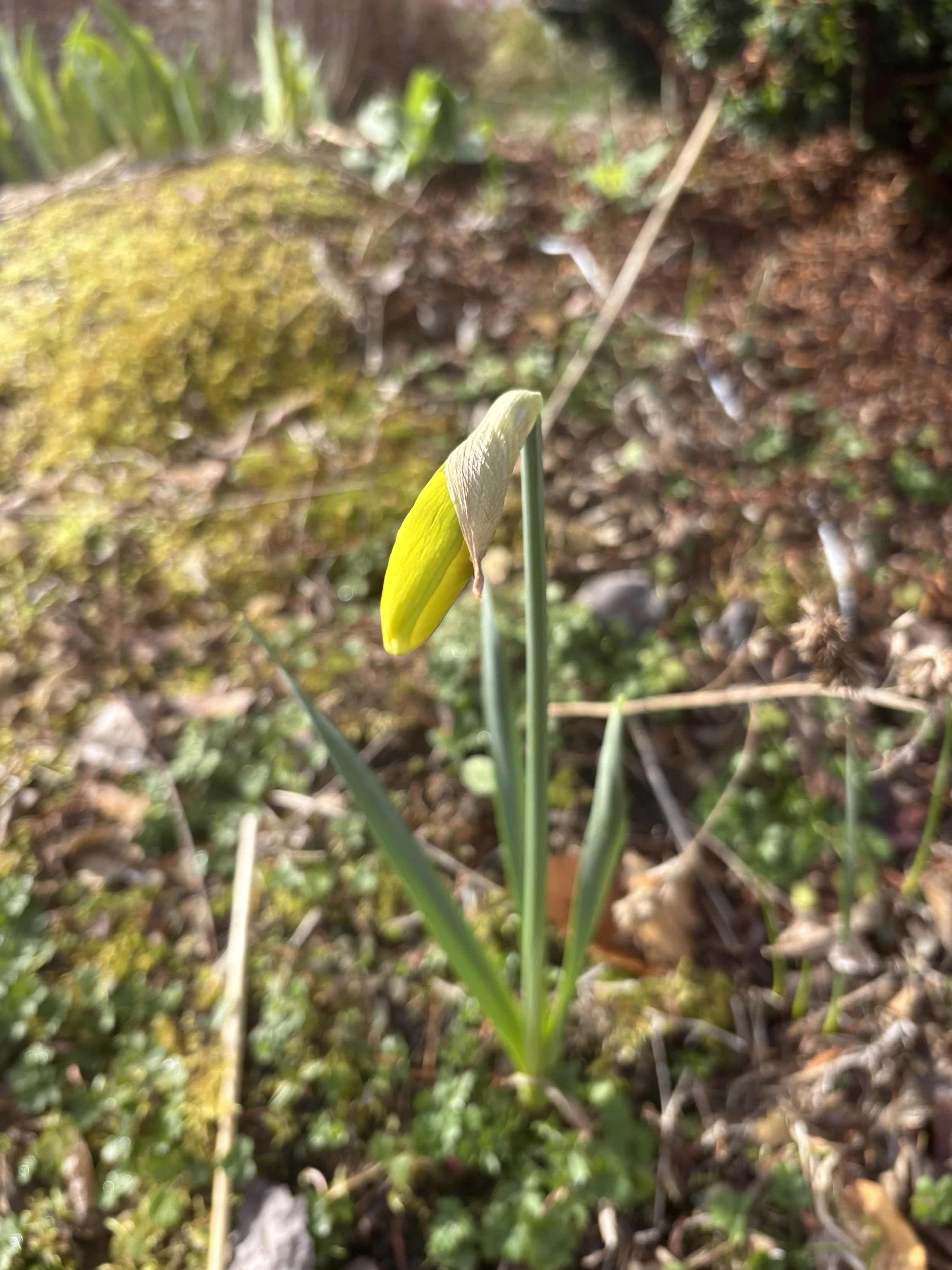 Where Are My Spring Bulbs?