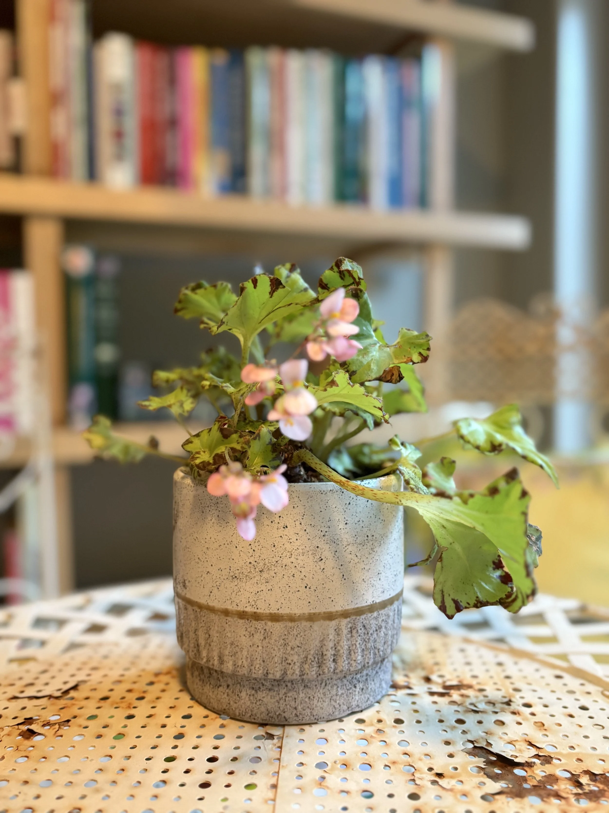 Annuals and Tender Perennials: Why We Still Have to Wait Until May Long Weekend