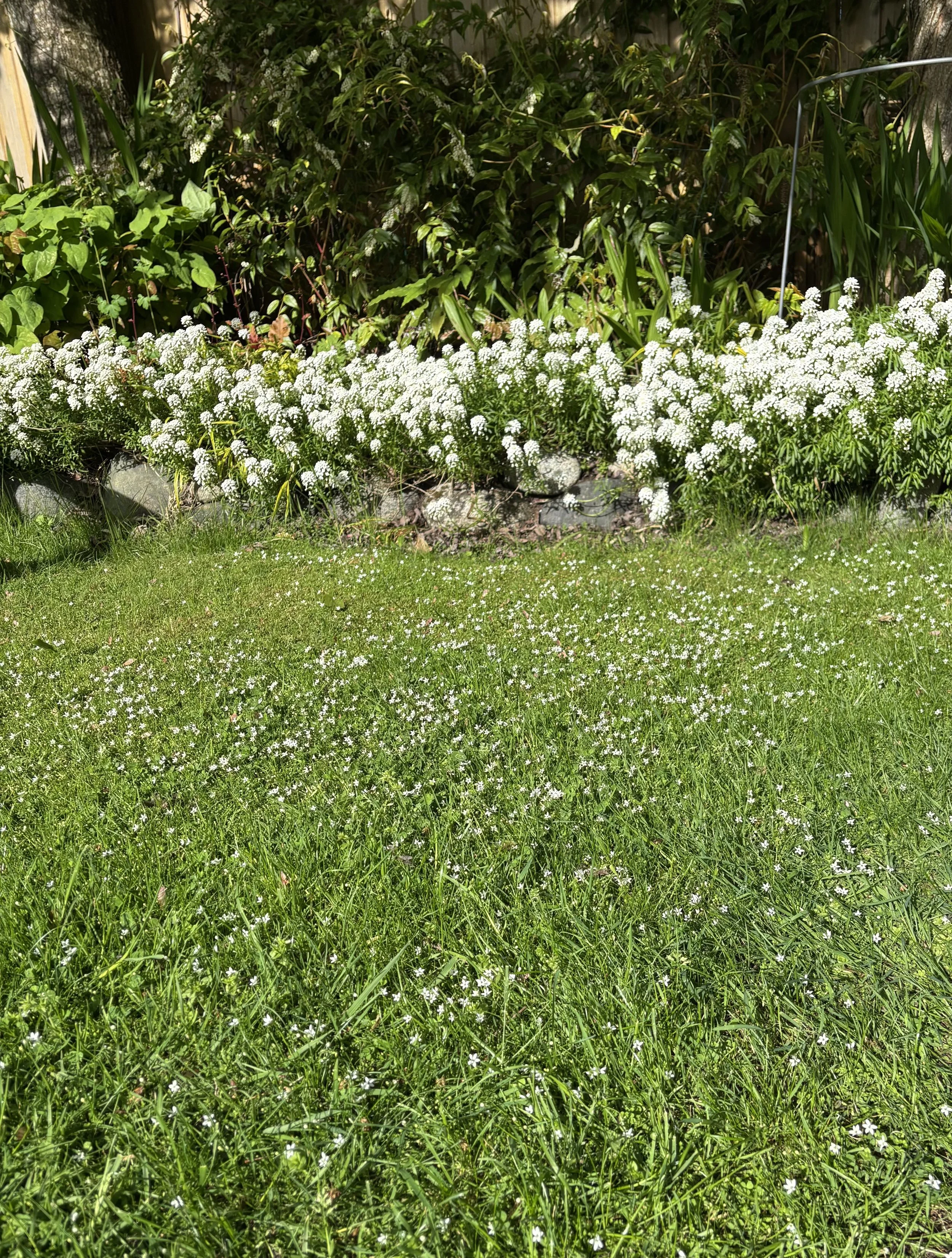 Should You Replace Your Lawn? The Real Pros, Cons, and a Smarter Way Forward