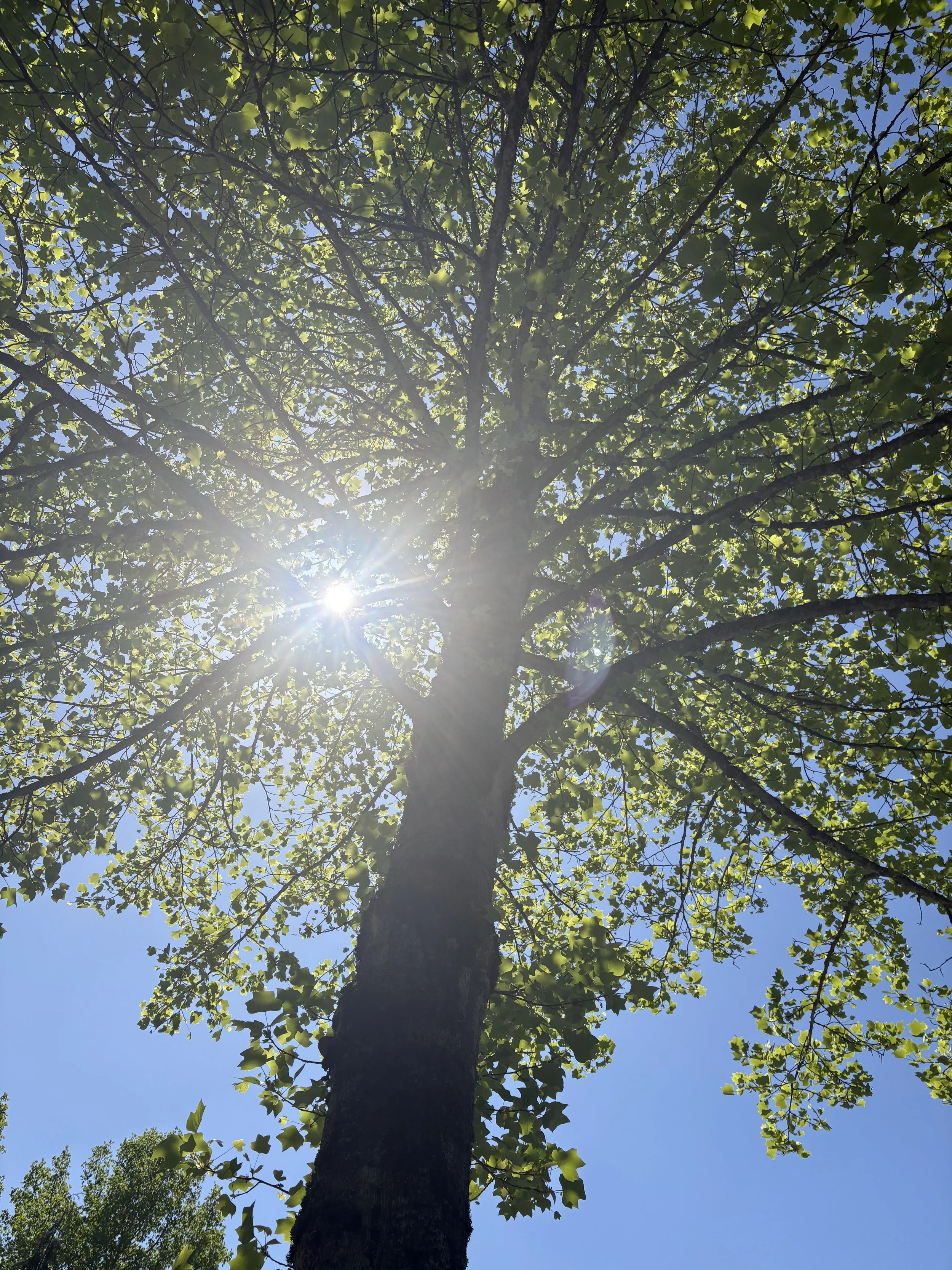 Protecting your Garden’s Tree Canopy During Watering Restrictions